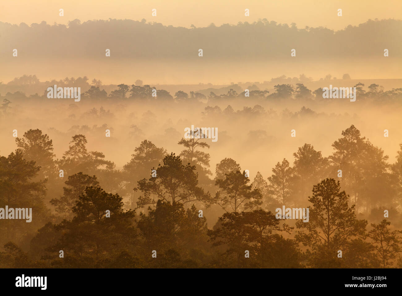 La nebbia nella foresta a Thung Salang Luang National Park Phetchabun,Thailandia Foto Stock