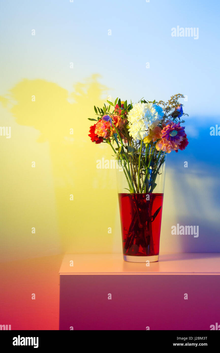 Fiori appena iniziando ad appassire in un alto vaso trasparente e acqua rosso davanti ad un muro bianco colorato un numero di colori con speedlights e gel. Foto Stock