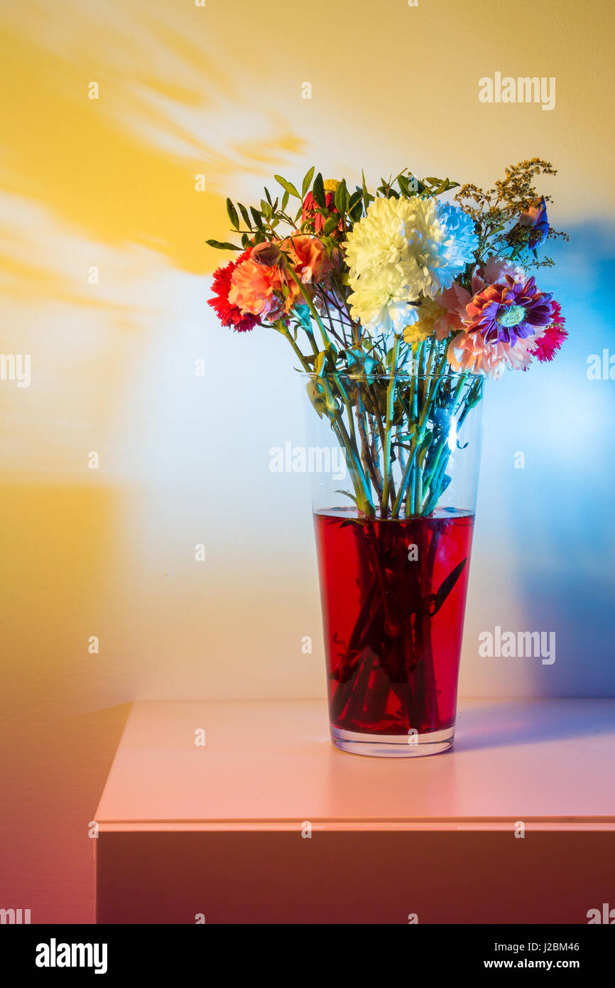 Fiori appena iniziando ad appassire in un alto vaso trasparente e acqua rosso davanti ad un muro bianco colorato un numero di colori con speedlights e gel. Foto Stock