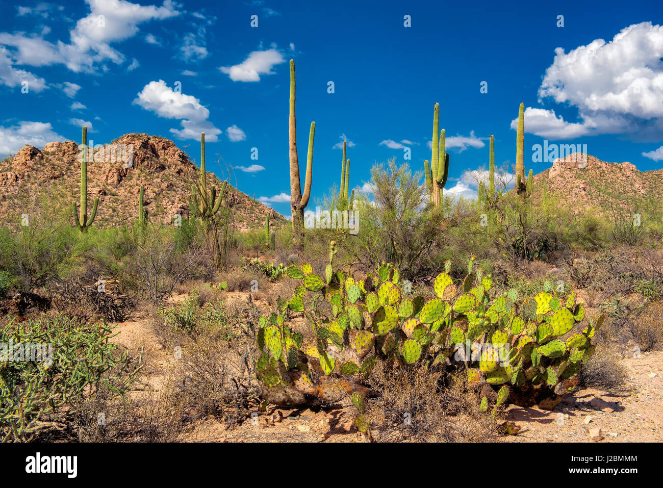 Parco nazionale del Saguaro vicino a Tucson, Arizona. Foto Stock