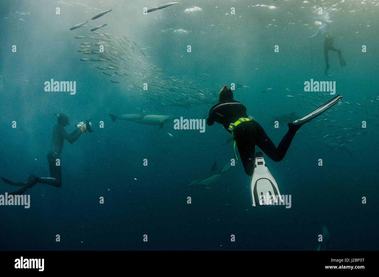 A lungo becco delfino comune (Delphinus capensis) e snorkeler alimentando in Sardine run, Capo orientale, Sud Africa Foto Stock