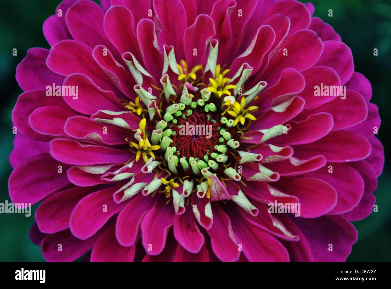 Close-up di purple aster della cina fiore. Foto Stock