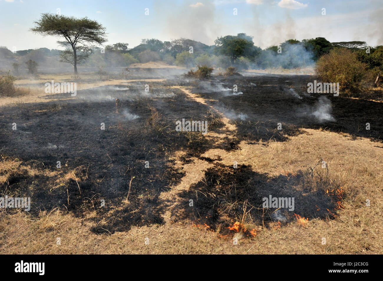 Bush fuoco sulla savana erba di masterizzazione come protezione contro le TSE mosche tse, dalla gestione del parco, Serengeti National Park, Tanzania Foto Stock
