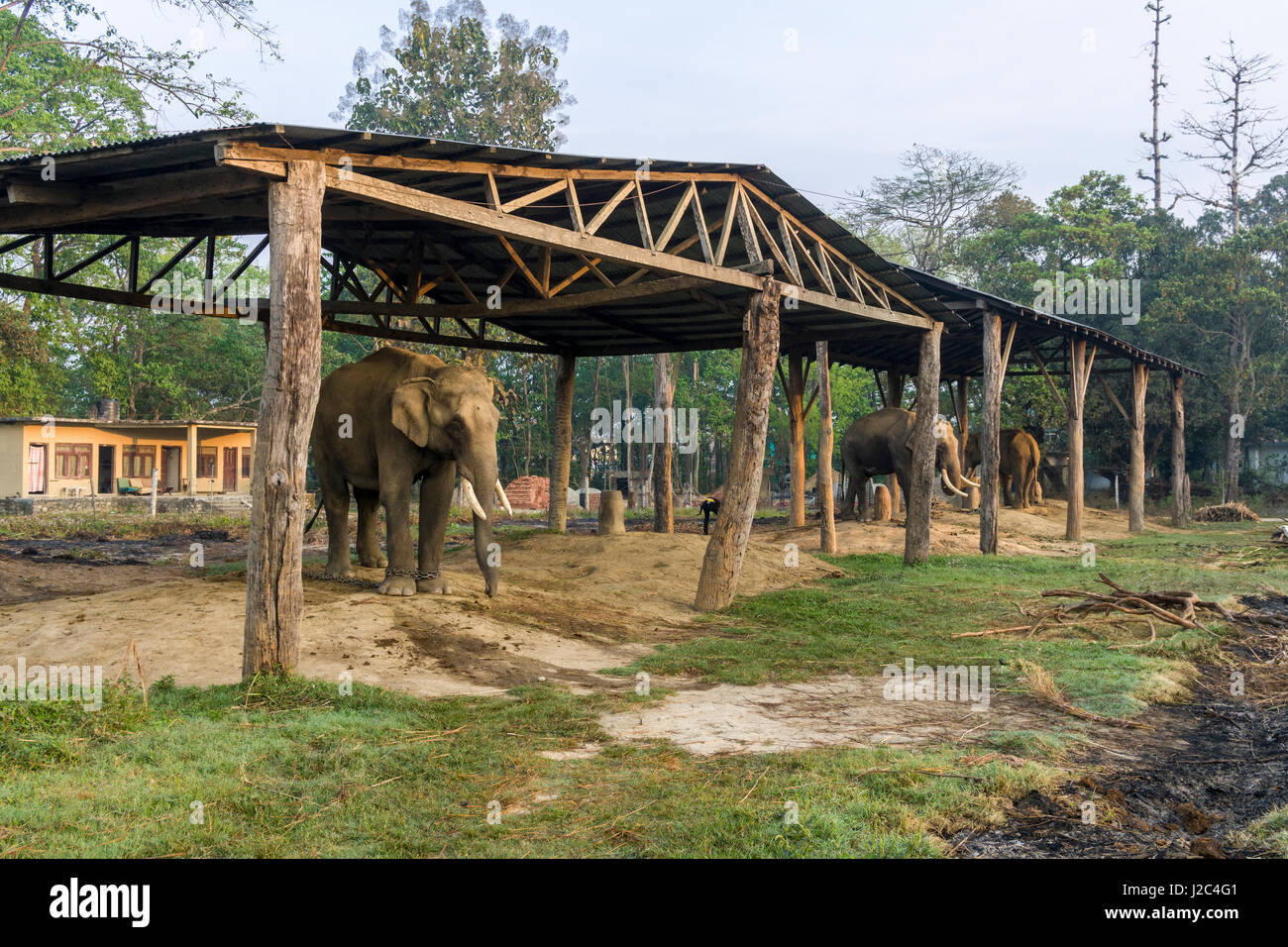 Tre gli elefanti (Elephas maximus indicus) sono in piedi in una stabile nell'elefante centro di allevamento in Chitwan il parco nazionale Foto Stock