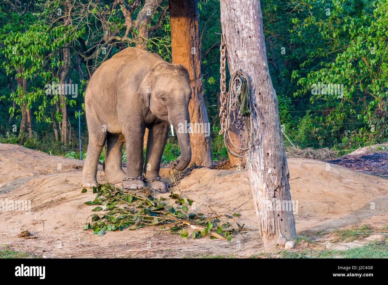 Un giovane elefante maschio (Elephas maximus indicus) è in piedi in una stabile nell'elefante centro di allevamento in Chitwan il parco nazionale Foto Stock