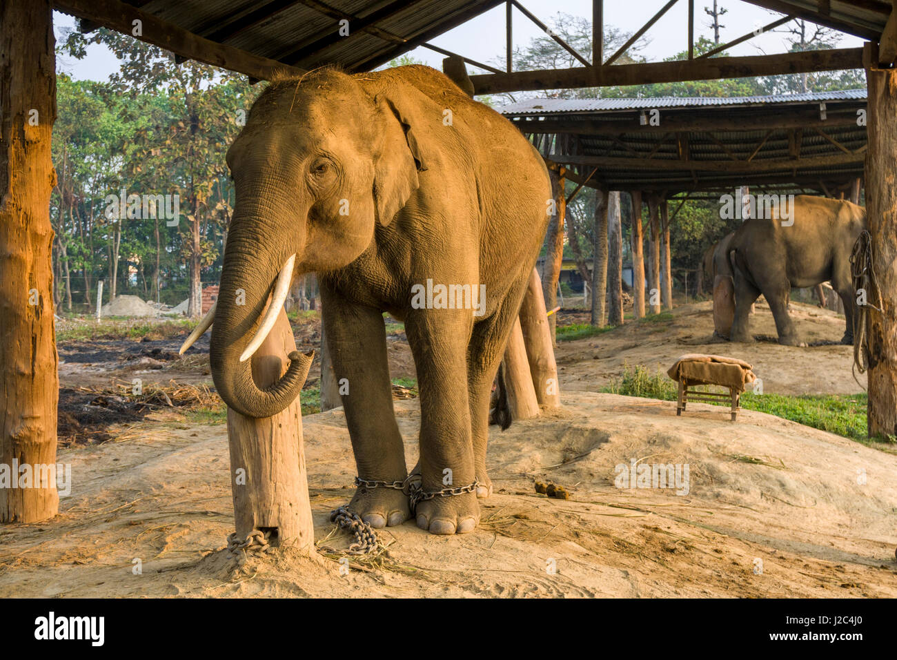 Un giovane elefante maschio (Elephas maximus indicus) è in piedi in una stabile nell'elefante centro di allevamento in Chitwan il parco nazionale Foto Stock
