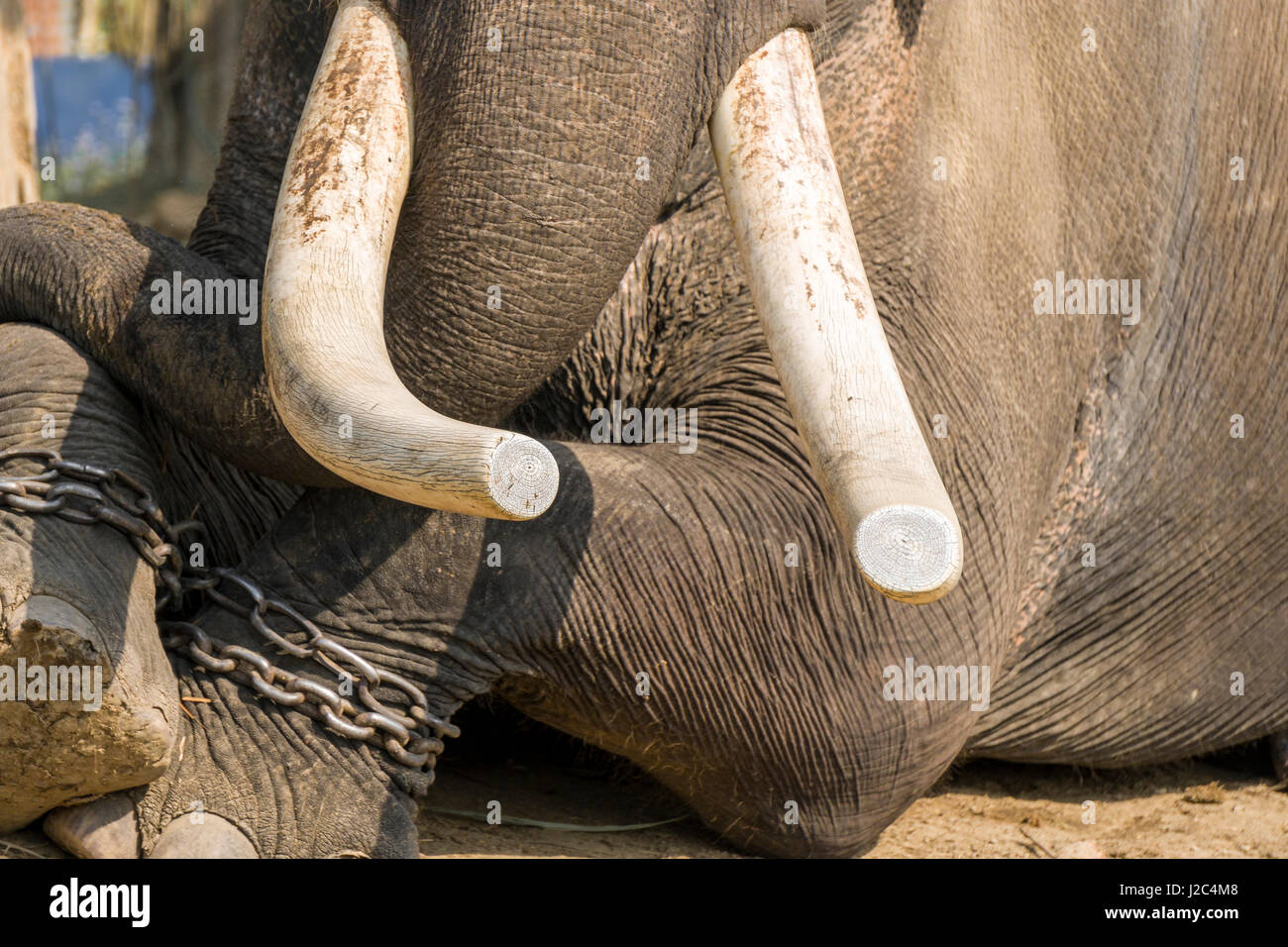 Un elefante maschio (Elephas maximus indicus) con grandi denti molari lyiing è in uno stabile nell'elefante centro di allevamento in Chitwan il parco nazionale Foto Stock