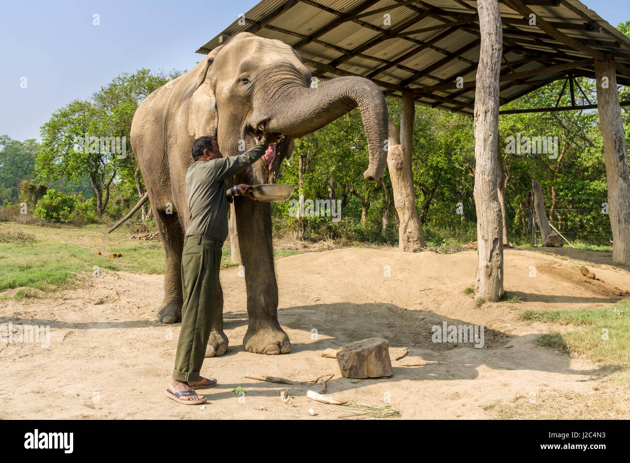 Un giovane elefante maschio (Elephas maximus indicus) è cibo nell'elefante centro di allevamento in Chitwan il parco nazionale Foto Stock