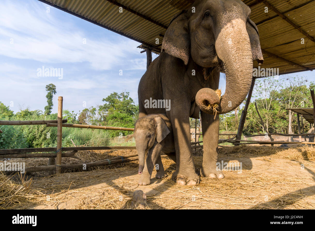 Un elefante (Elephas maximus indicus) la madre e il bambino sta in piedi in una stabile nell'elefante centro di allevamento in Chitwan il parco nazionale Foto Stock