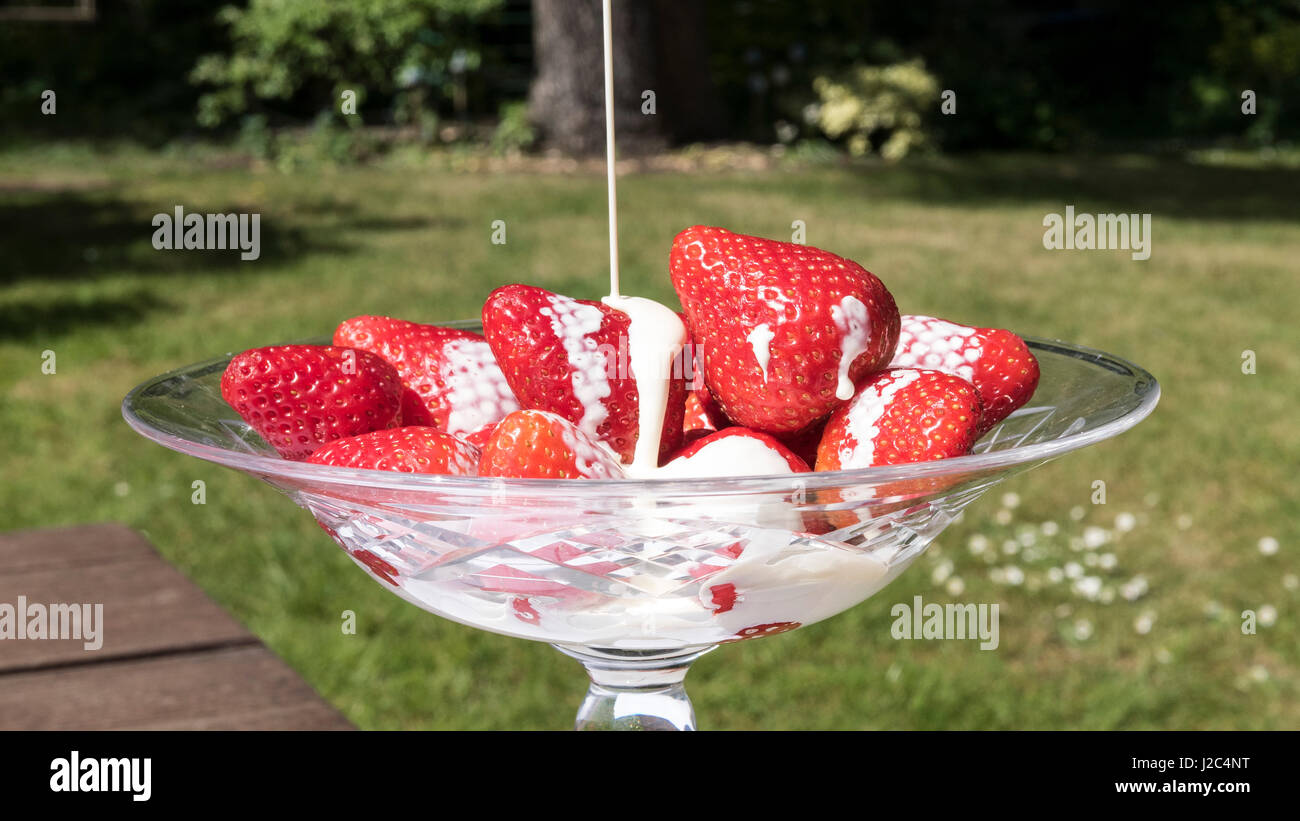 Coppa di fragole gustose in un giardino estivo ! Foto Stock