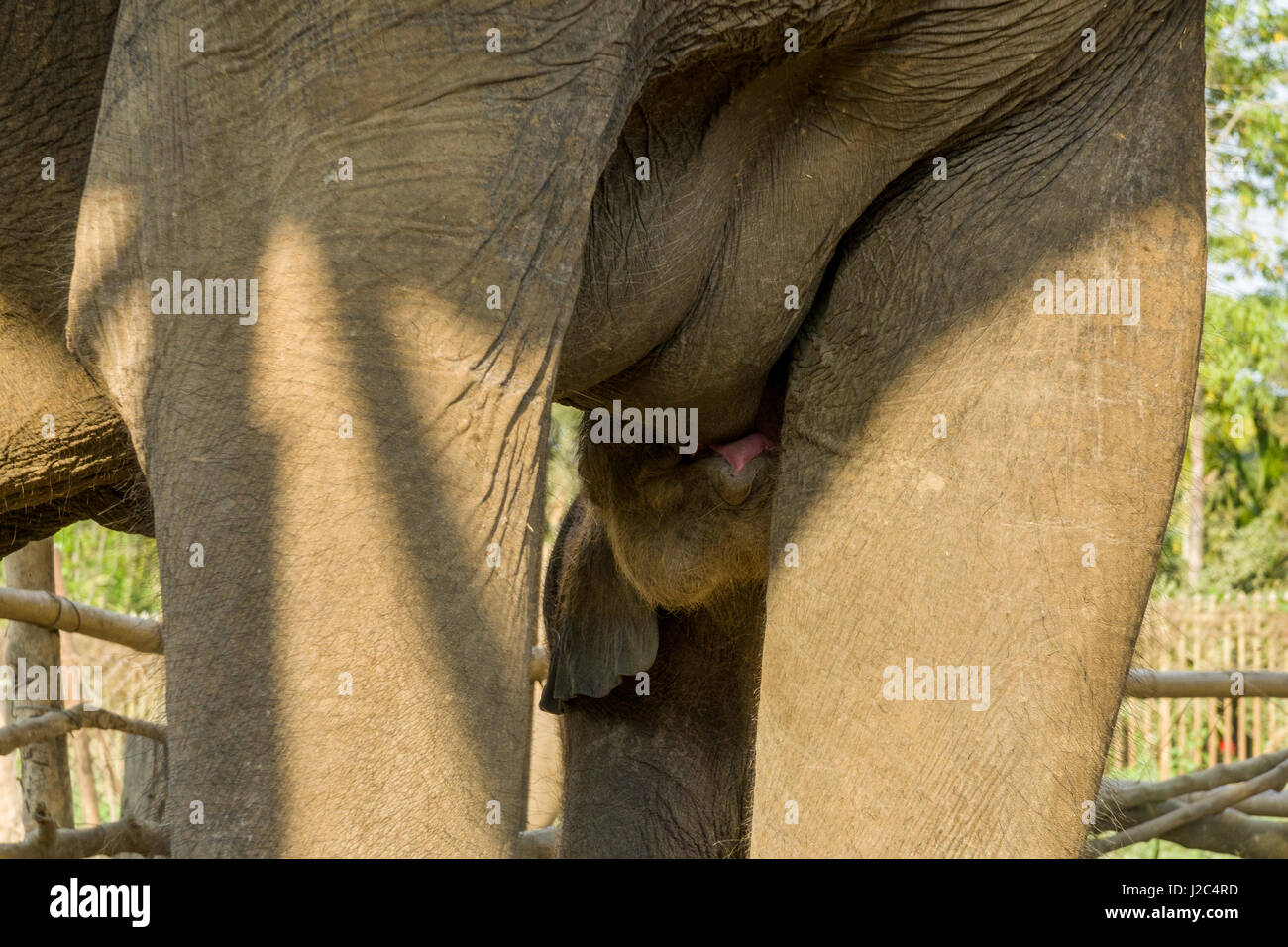 Un elefante (Elephas maximus indicus) madre è allattare al seno il suo bambino in una stabile nell'elefante centro di allevamento in Chitwan il parco nazionale Foto Stock