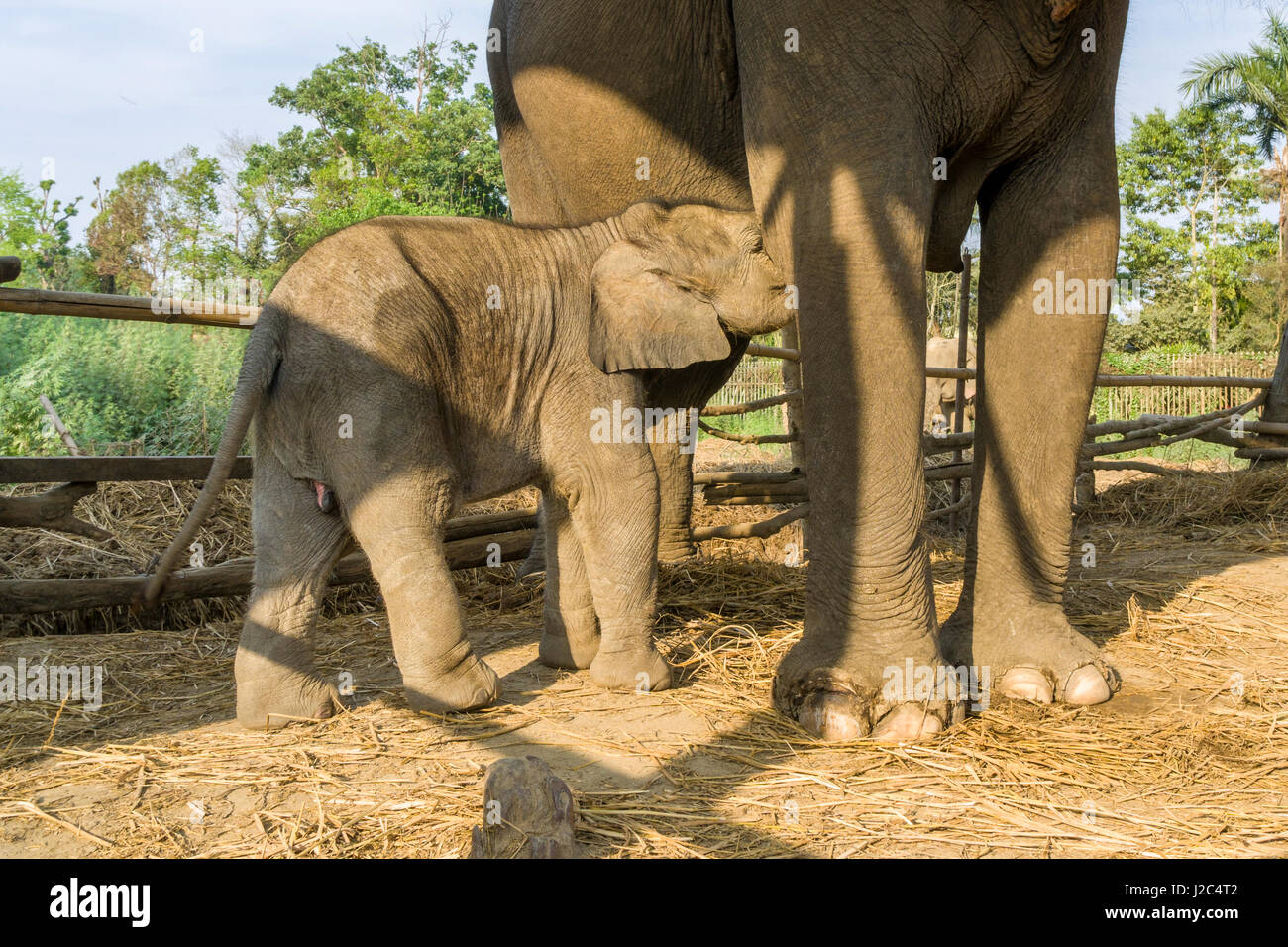 Un elefante (Elephas maximus indicus) madre è allattare al seno il suo bambino in una stabile nell'elefante centro di allevamento in Chitwan il parco nazionale Foto Stock