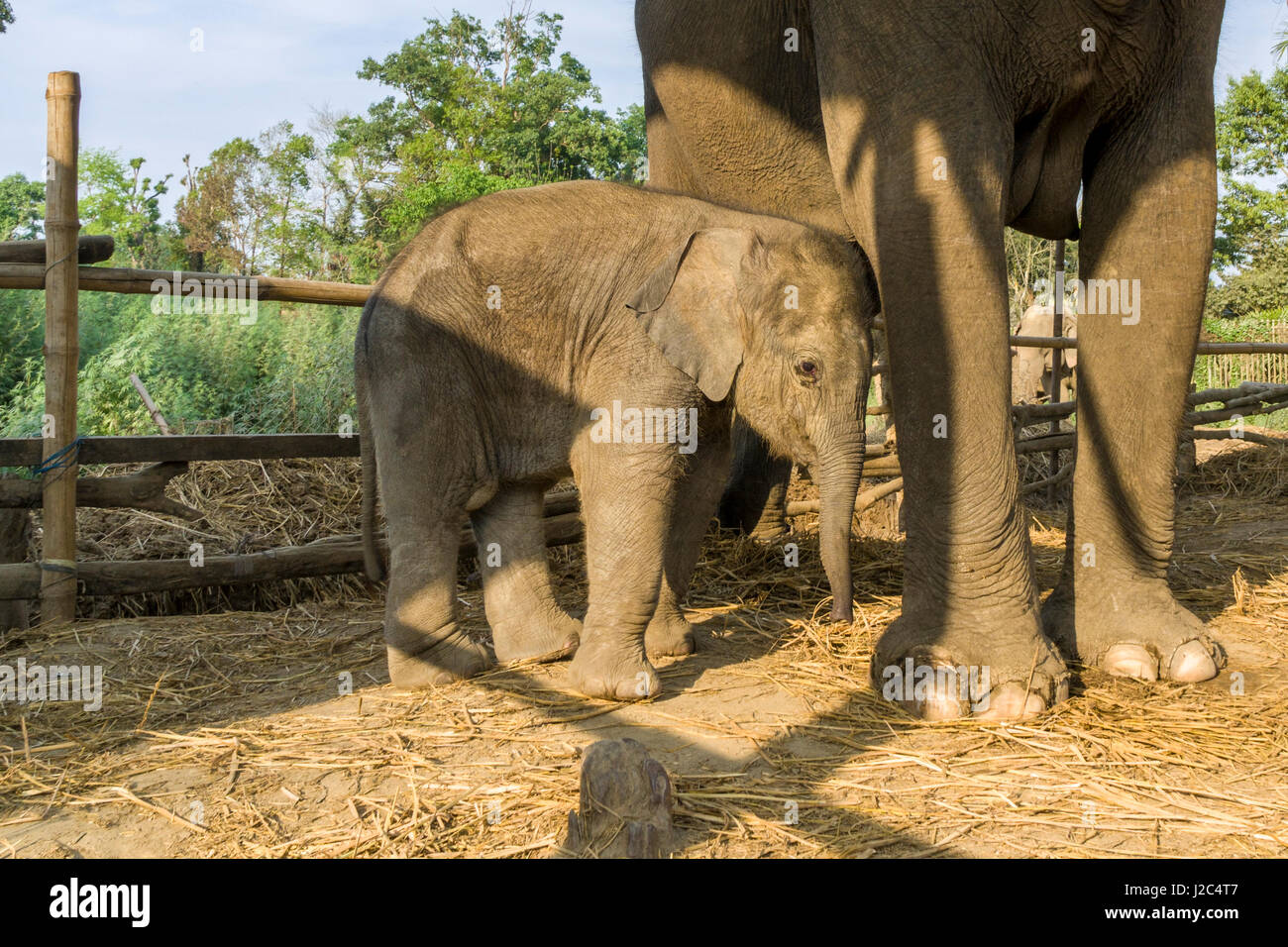 Un elefante (Elephas maximus indicus) la madre e il bambino sta in piedi in una stabile nell'elefante centro di allevamento in Chitwan il parco nazionale Foto Stock