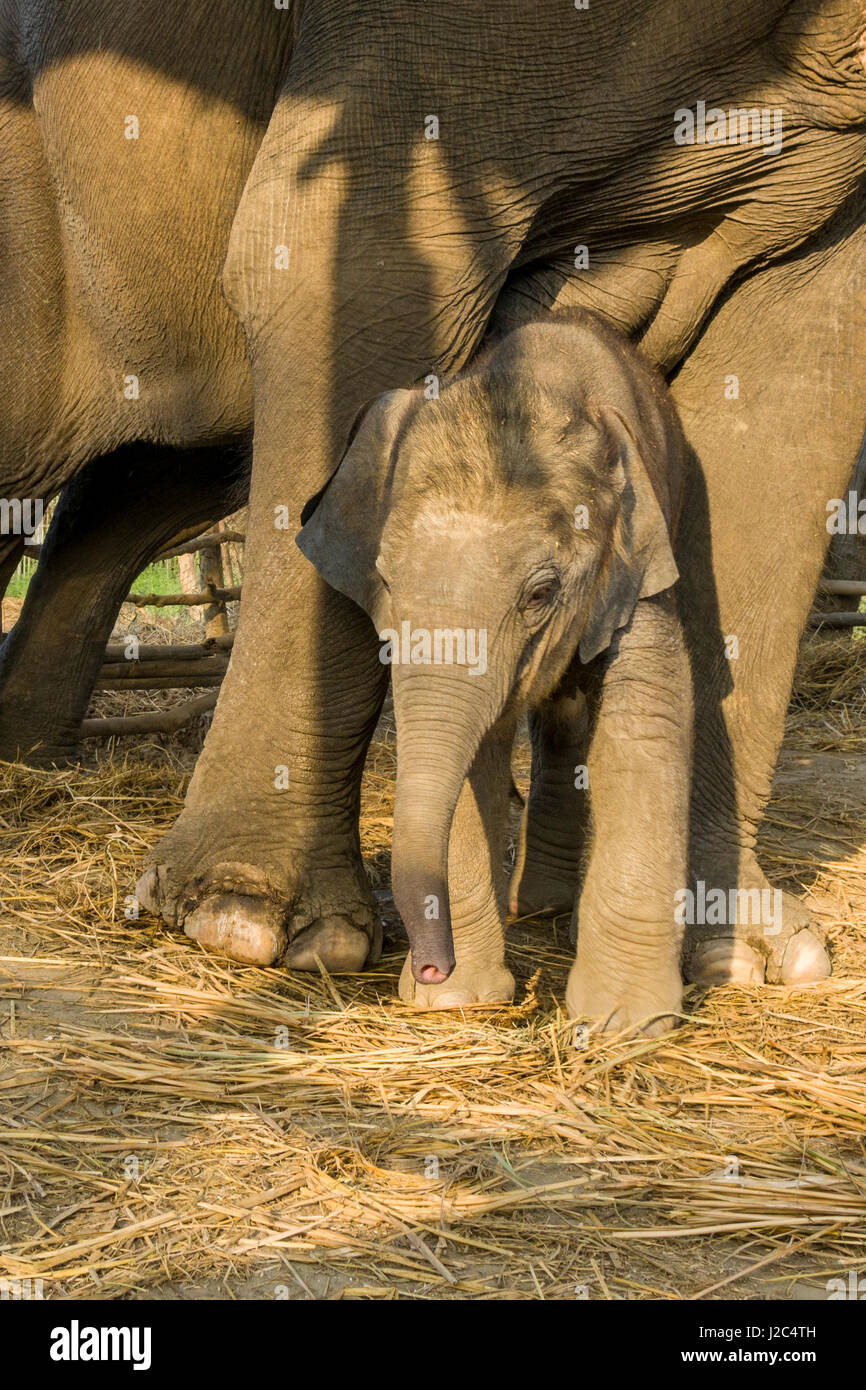 Un elefante (Elephas maximus indicus) la madre e il bambino sta in piedi in una stabile nell'elefante centro di allevamento in Chitwan il parco nazionale Foto Stock