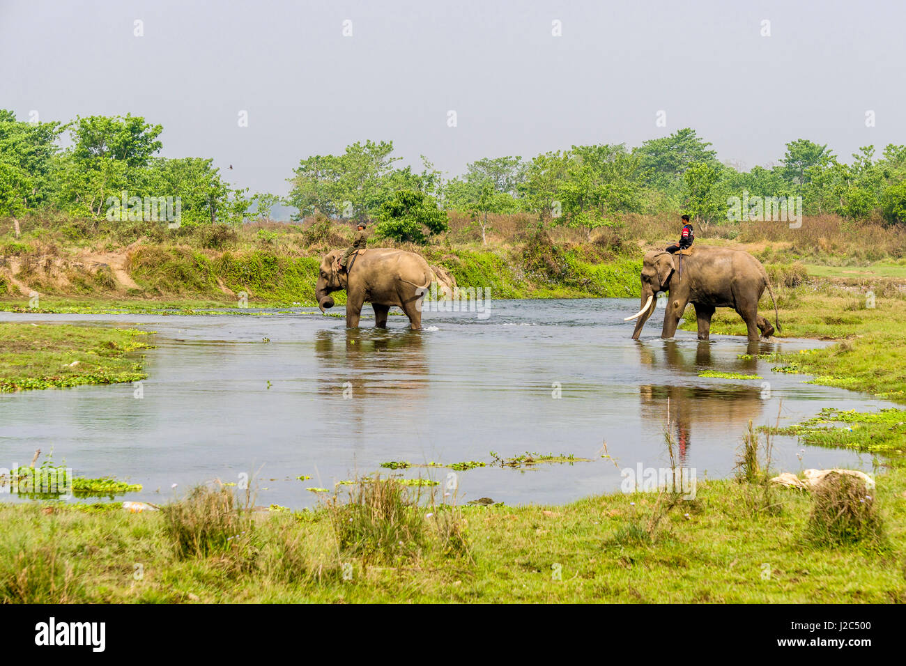 Un elefante maschio (Elephas maximus indicus) con grandi denti molari e una femmina di elefante sono attraversando il fiume rapti in Chitwan il parco nazionale Foto Stock