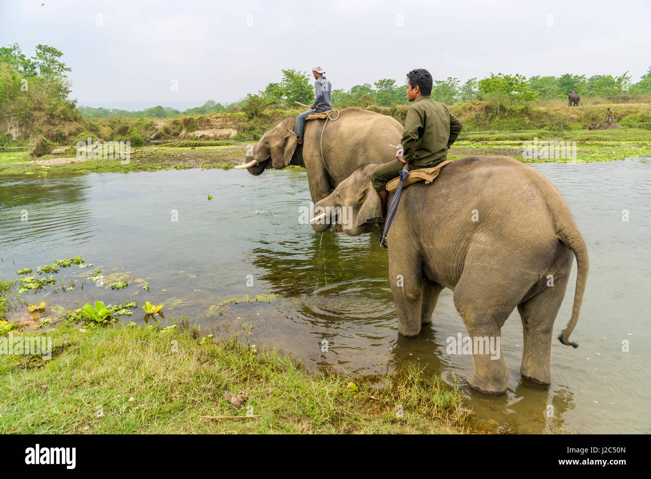 Due elefanti maschi con grande dentaturenon siano molare attraversando il fiume rapti in Chitwan il parco nazionale Foto Stock