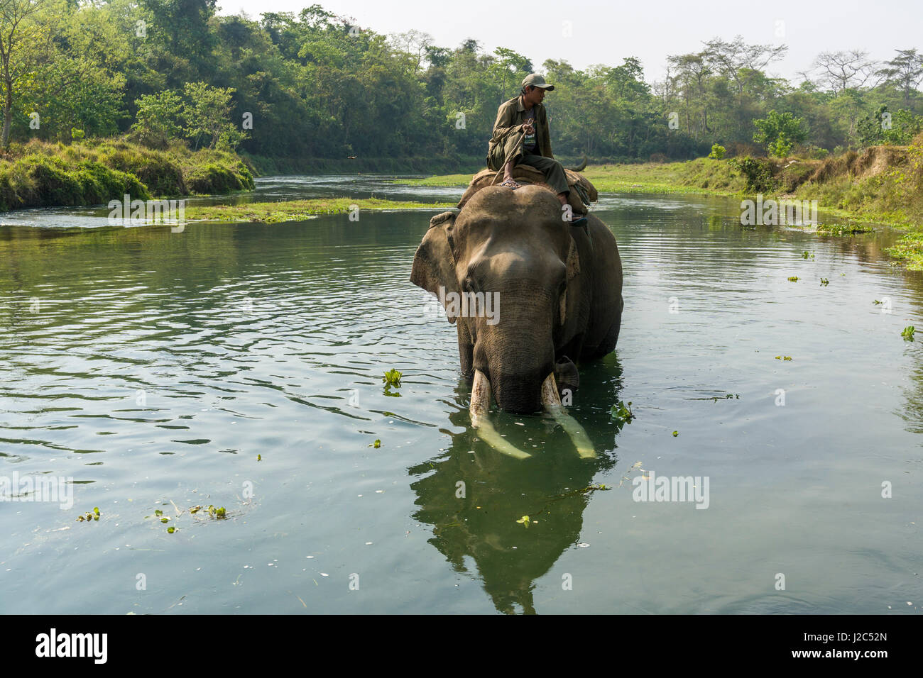 Un elefante maschio (Elephas maximus indicus) con grandi denti molari è sempre lavato dal suo mahout nel fiume rapti in Chitwan il parco nazionale Foto Stock