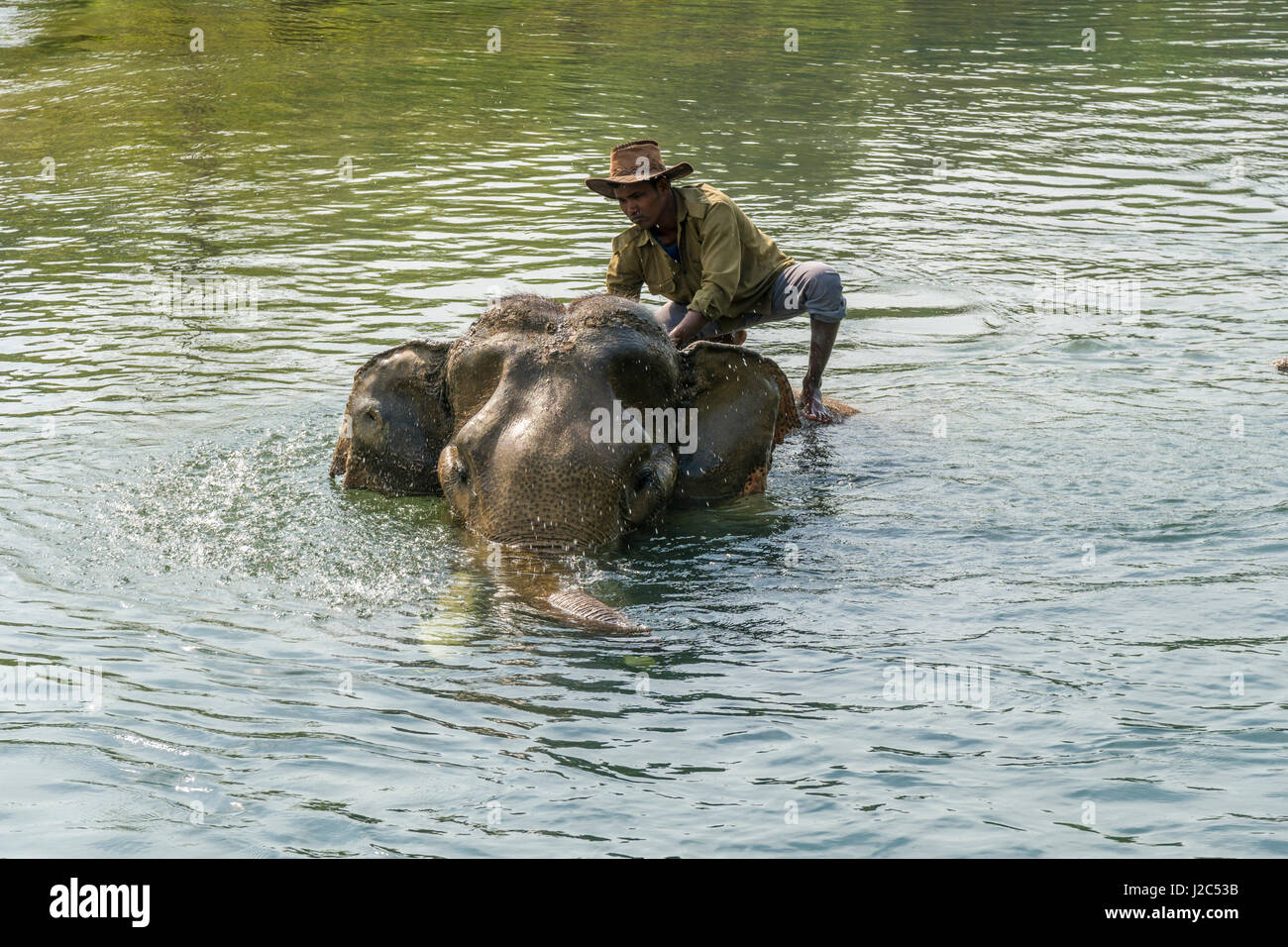 Un elefante maschio (Elephas maximus indicus) con grandi denti molari è sempre lavato dal suo mahout nel fiume rapti in Chitwan il parco nazionale Foto Stock