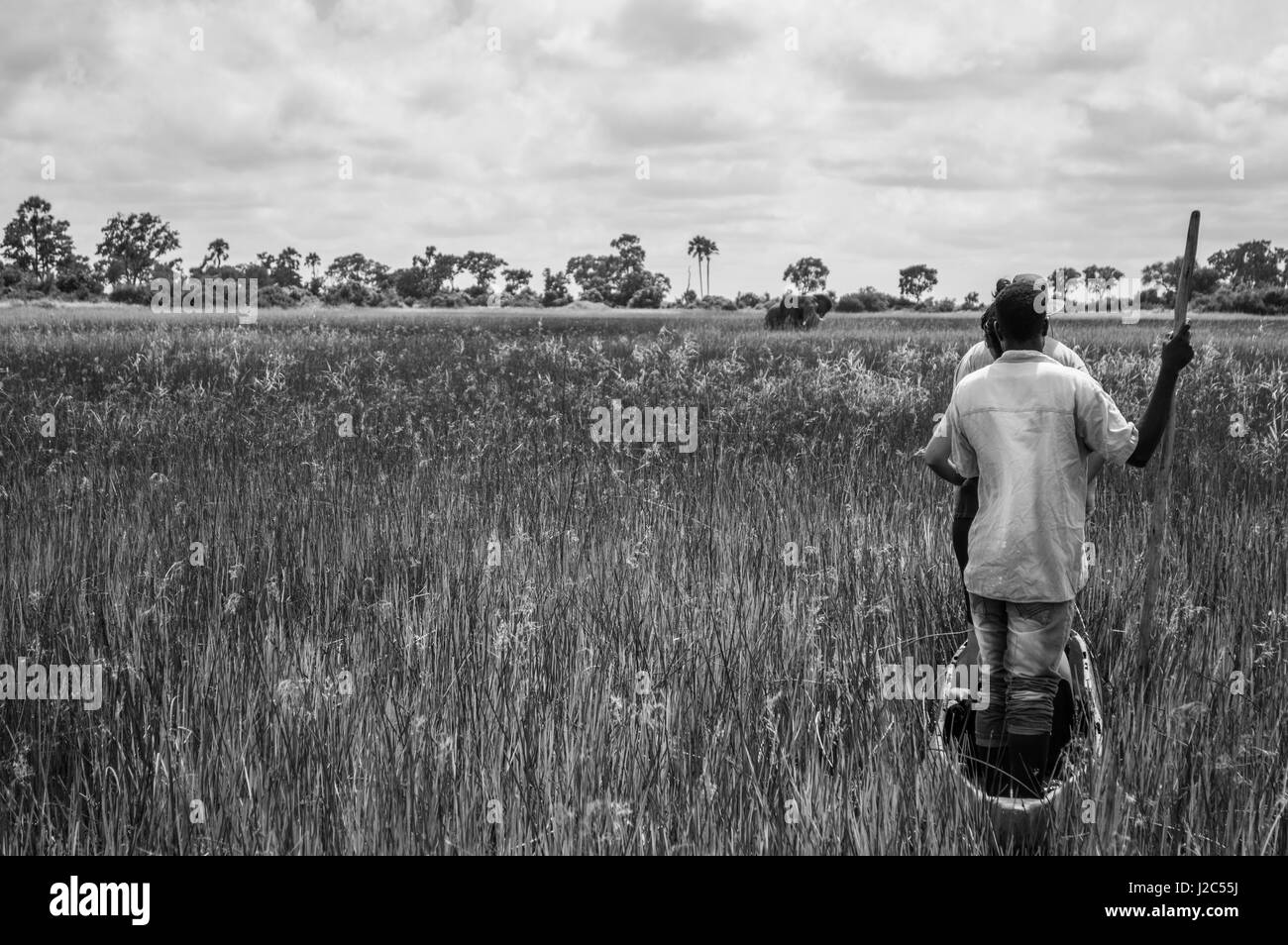 Incontrando un elefante selvatico durante un Mokoro Canoa in Okavango Delta vicino a Maun, Botswana Foto Stock