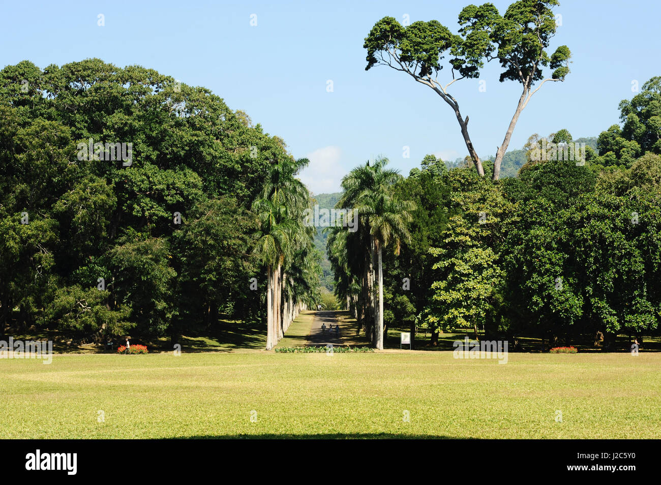 Sri Lanka, Kandy, Peradeniya Giardini Botanici Foto Stock