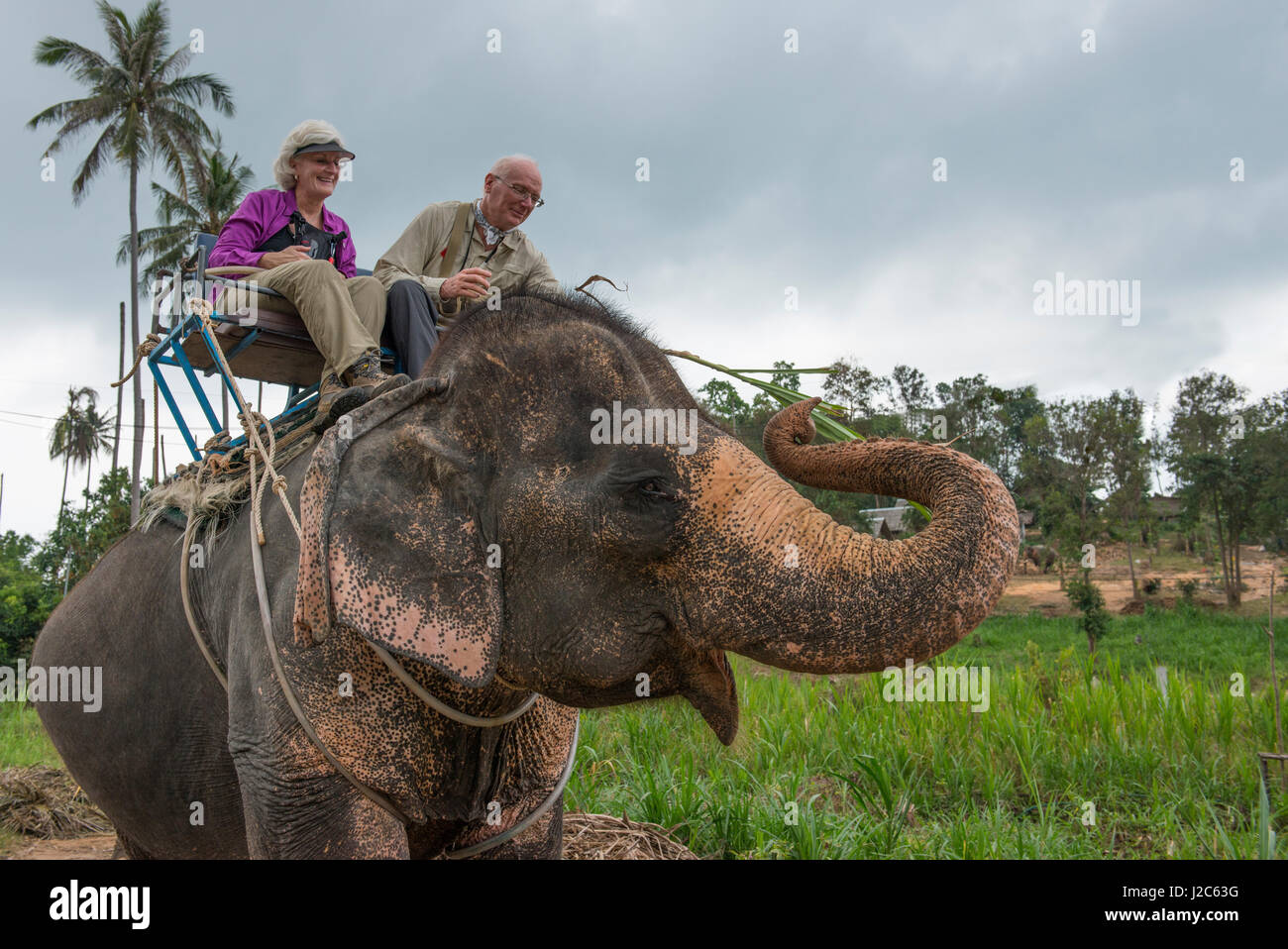 Thailandia Koh Samui, isola di Ko Samui. i turisti su tipici elefante in Ko Samui. (Mr) (formato di grandi dimensioni disponibili) Foto Stock