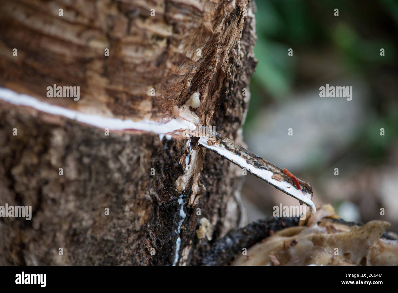 Thailandia, Ko Samui. Struttura in gomma plantation. Struttura in gomma filettati per dare il bianco lattice grezzo SAP. Foto Stock