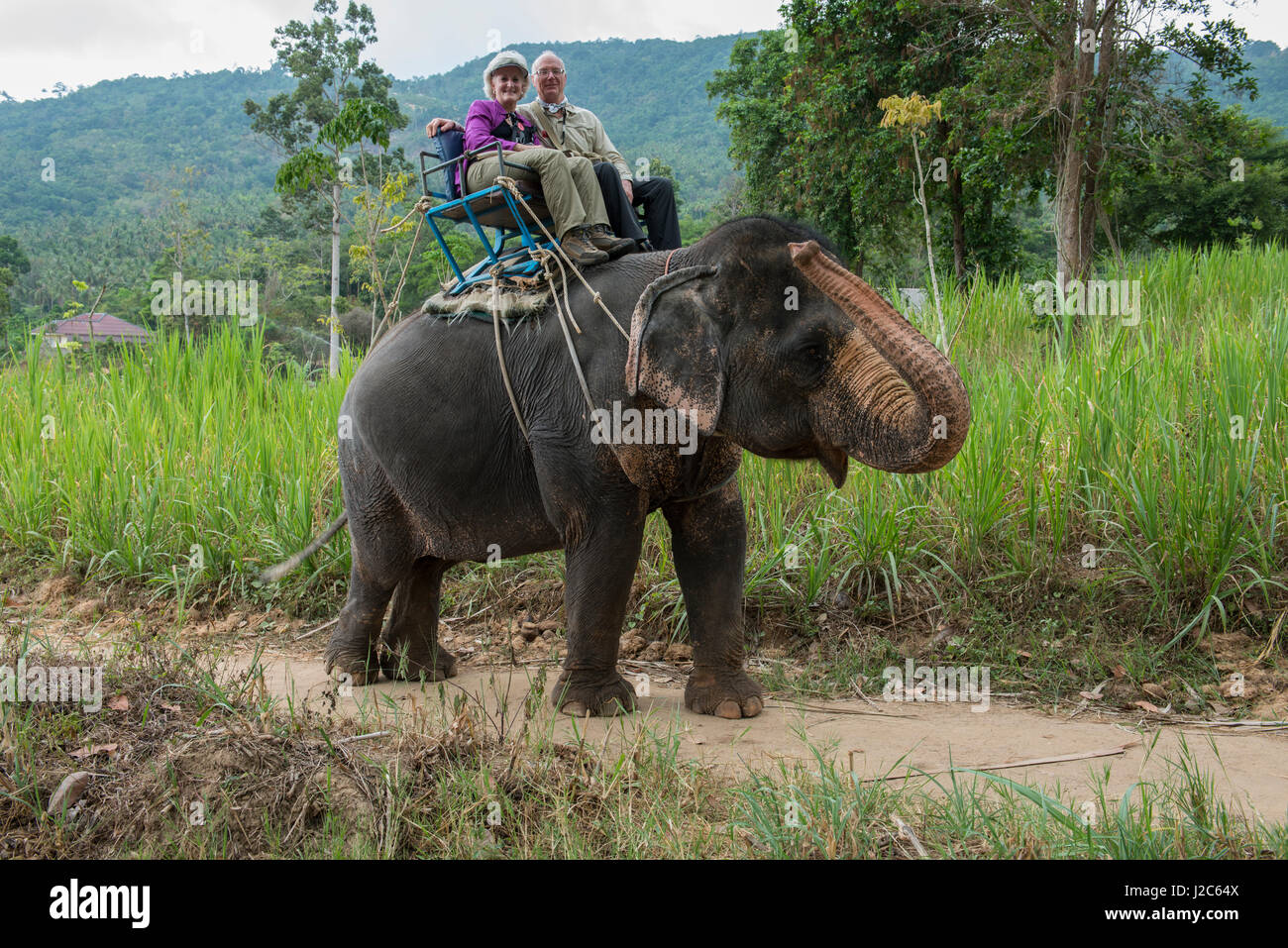 Thailandia Koh Samui, isola di Ko Samui. I turisti su tipici elefante in Ko Samui. (MR) (formato di grandi dimensioni disponibili) Foto Stock