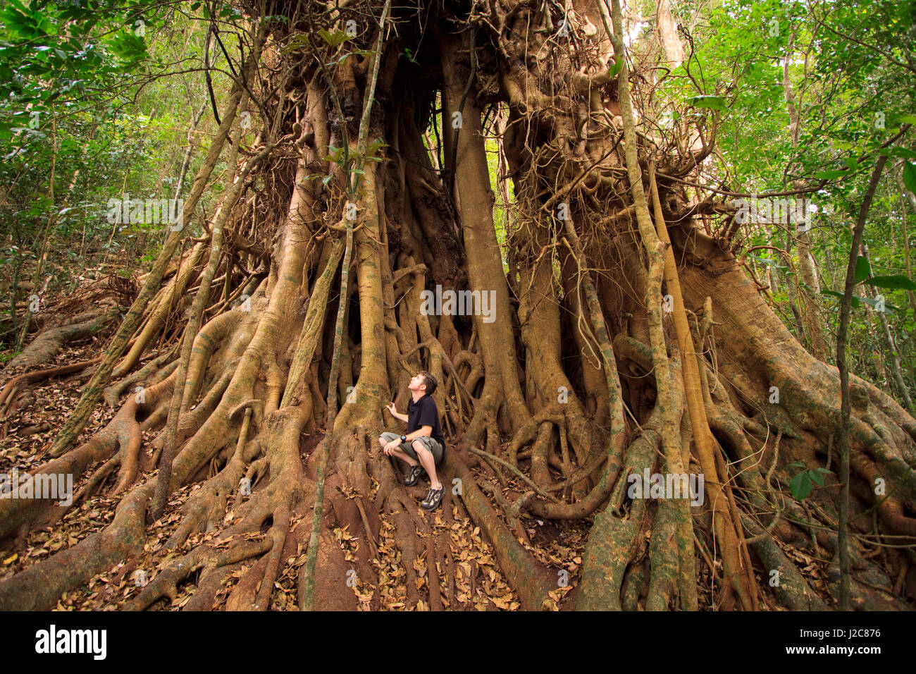 Un gigantesco albero della foresta pluviale sulle rive del lago Eacham, altopiano di Atherton, Queensland, Australia Foto Stock