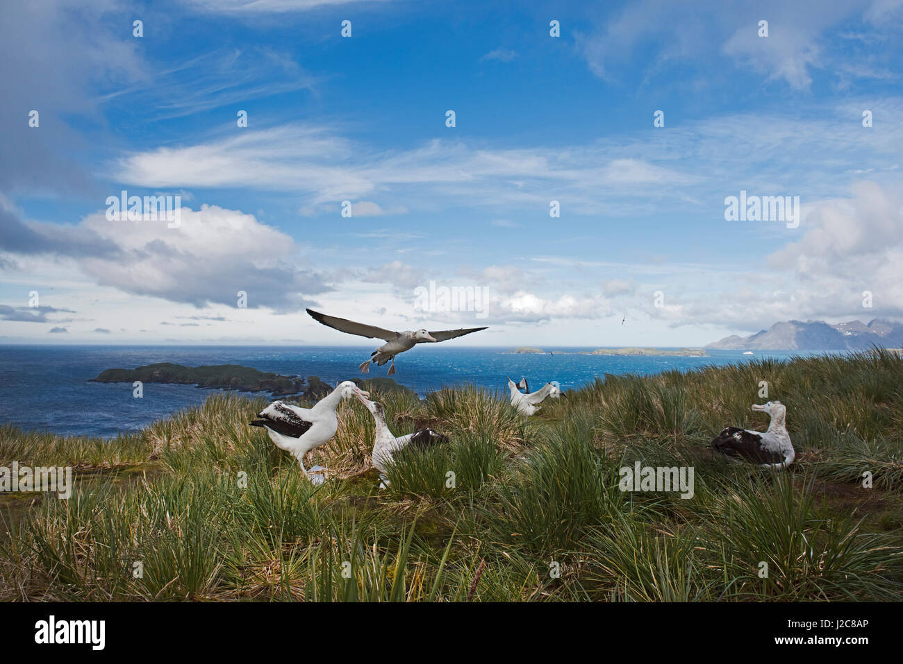 Albatro errante Diomeda exulans isola Albatross, la Baia delle Isole della Georgia del Sud Foto Stock