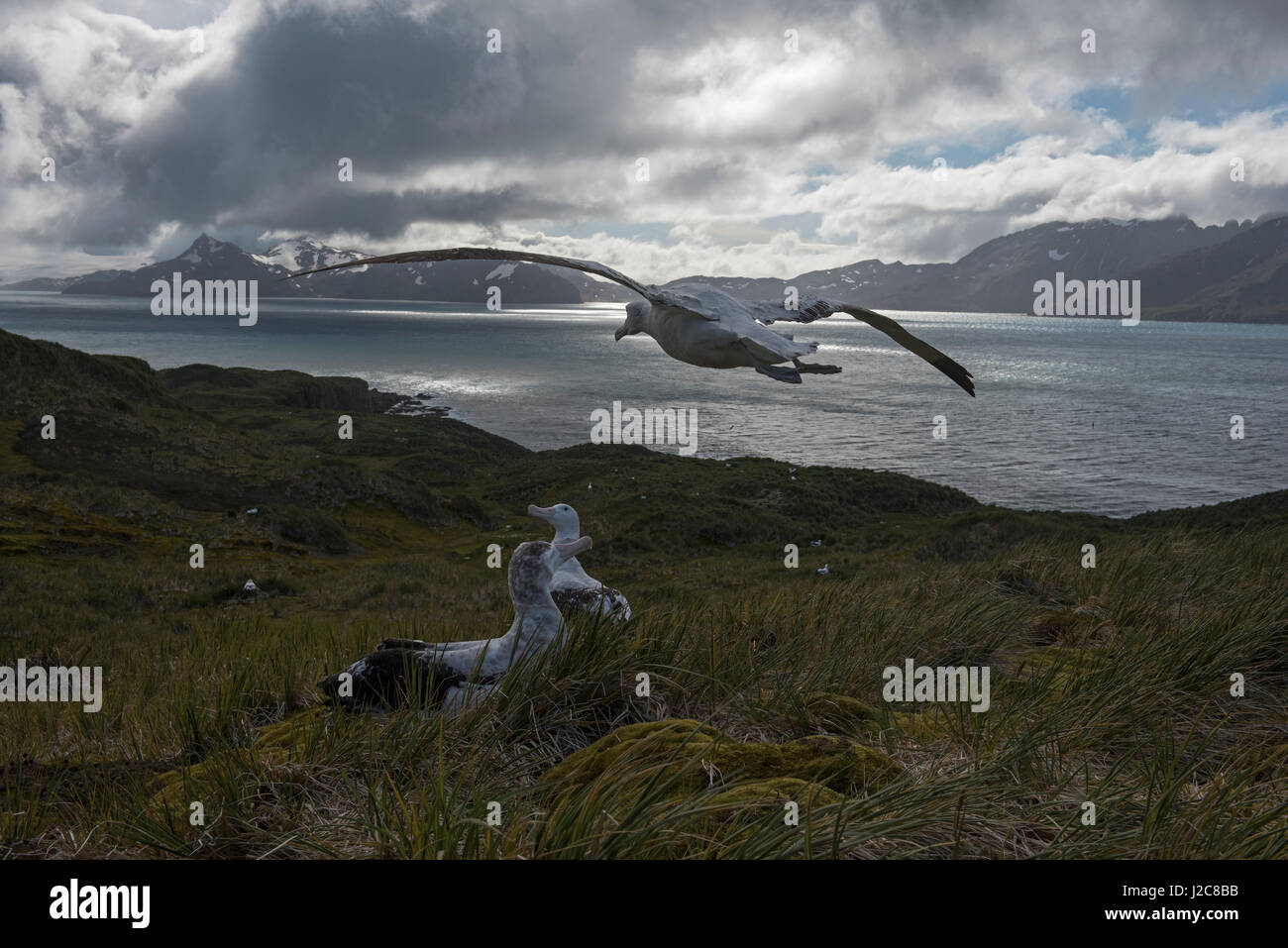 Albatro errante Diomeda exulans nel corteggiamento intorno al display nest sull isola di Albatross, la Baia delle Isole della Georgia del Sud Foto Stock