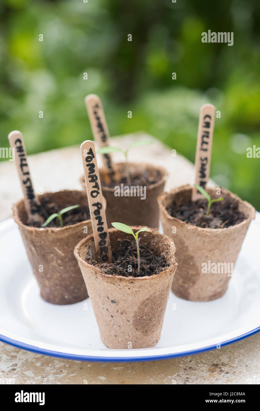 Solanum lycopersicum. Pomadoro pomodoro e peperoncino piantine biodegradabile in vasi di fiori Foto Stock