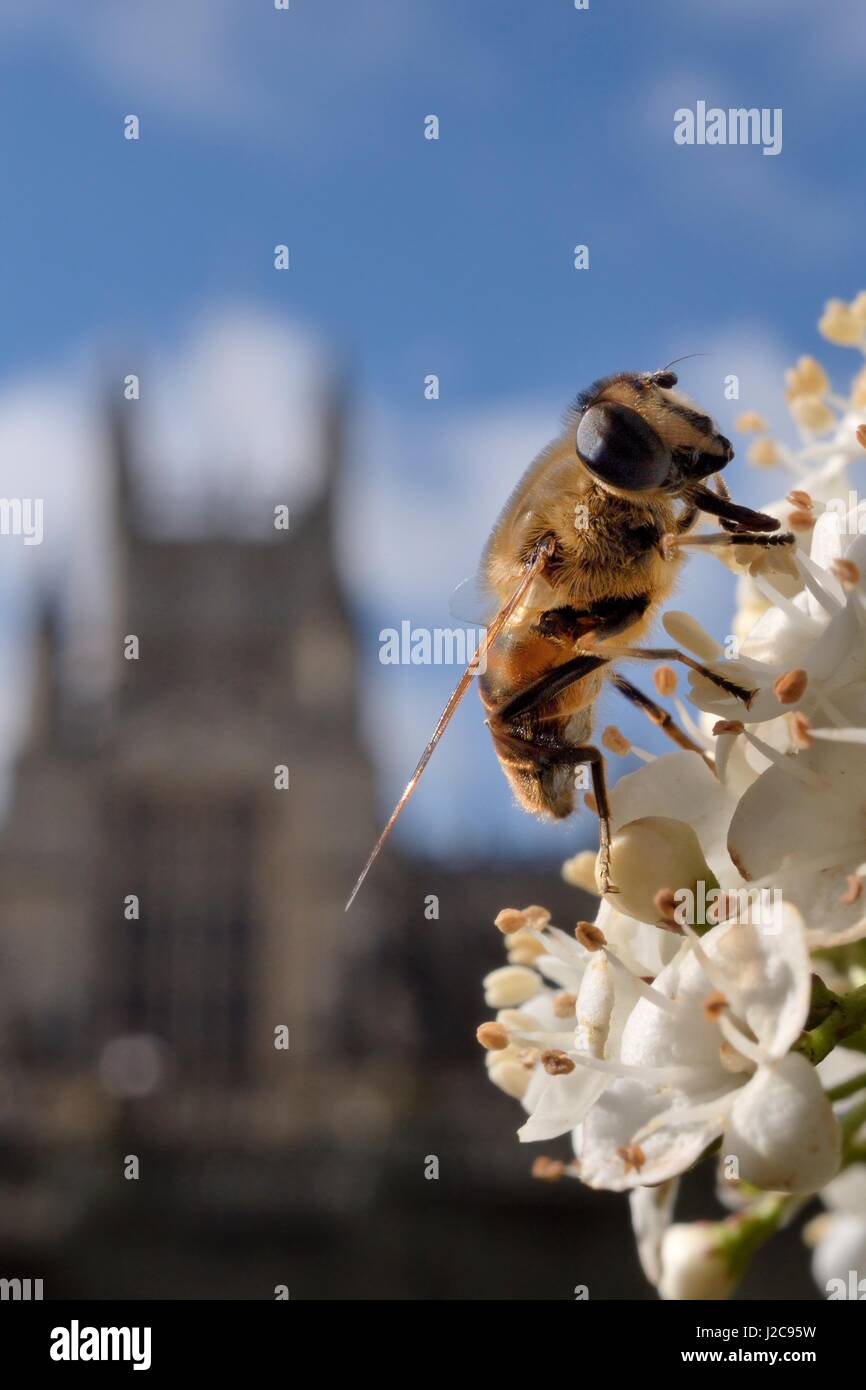 Drone fly (Eristalis tenax) foraggio su fiori bianchi in Parade Gardens Park, con l'Abbazia di Bath in background, bagno, UK, Marzo. Foto Stock