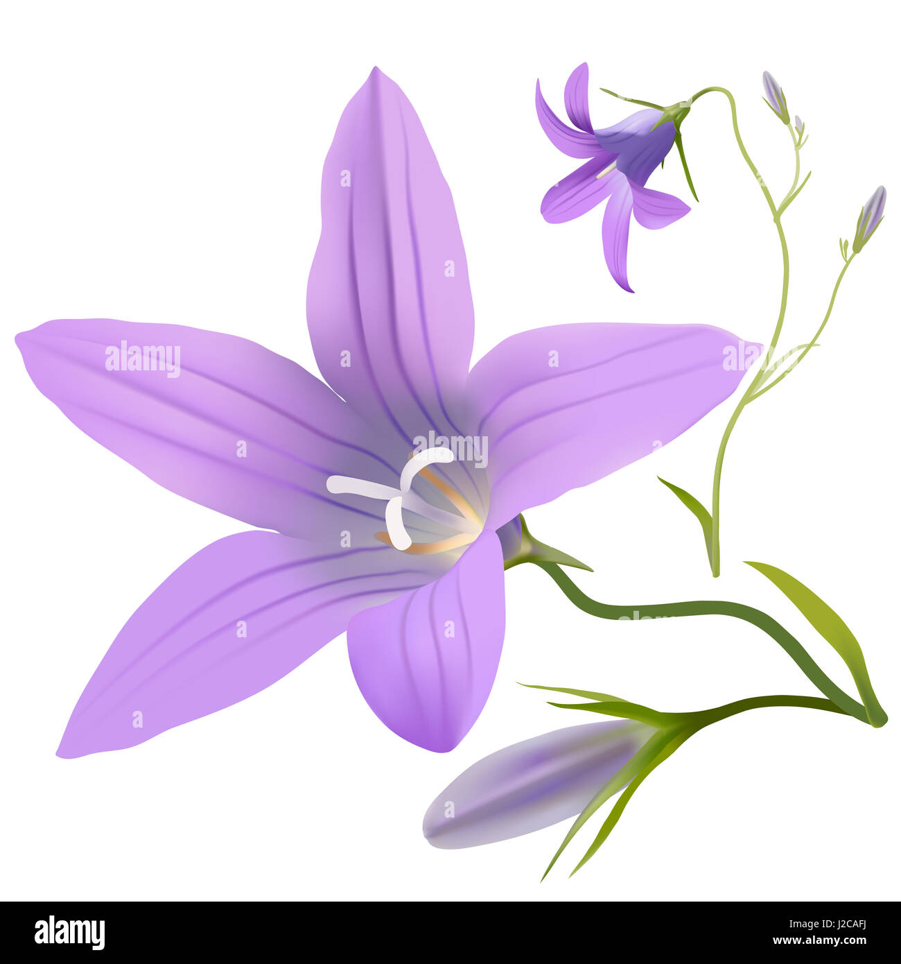 Bell flower - Campanula patula. Disegnato a mano illustrazione digitale di porpora fiori selvatici in stile realista, su sfondo bianco. Foto Stock