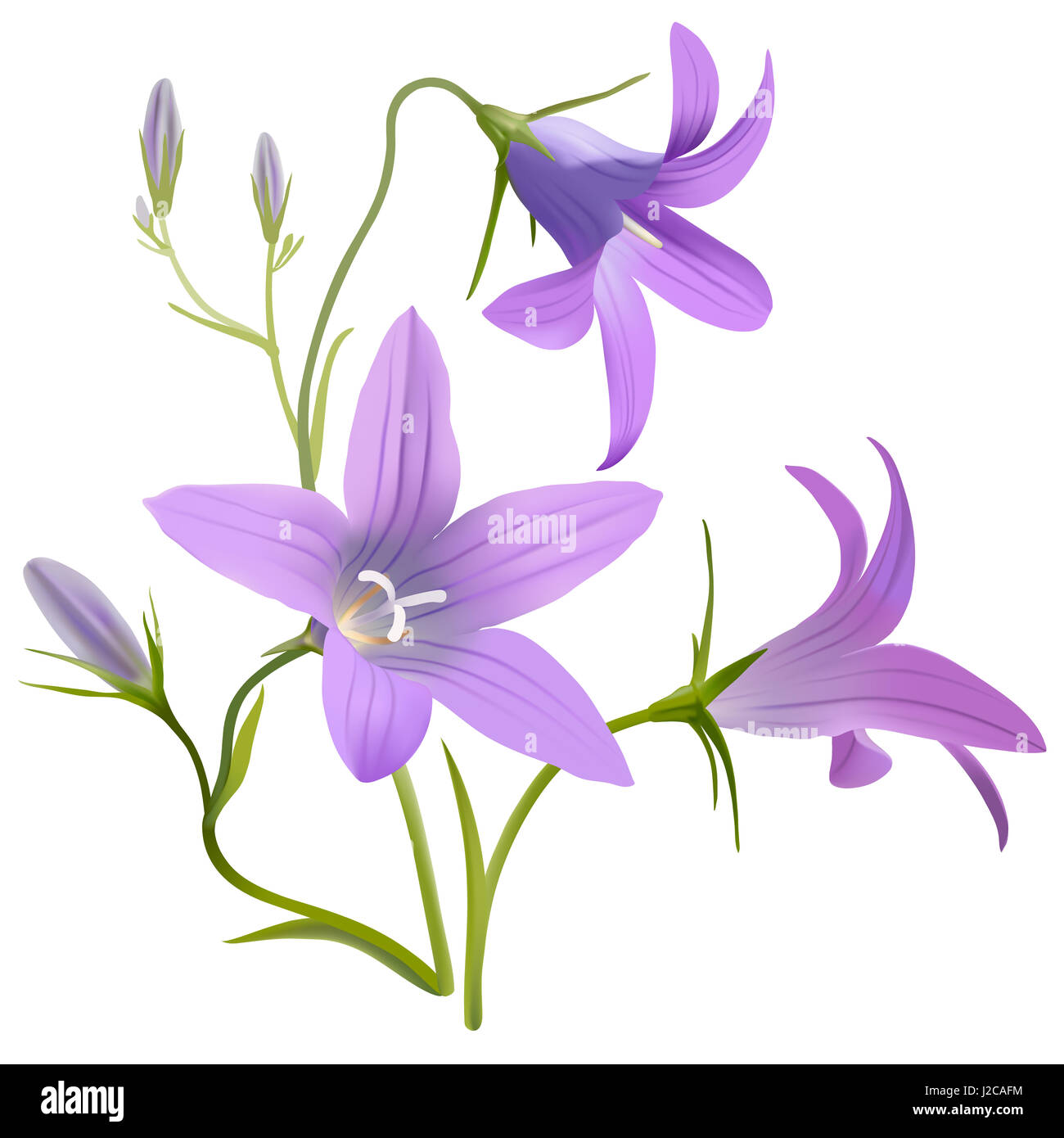 Bell flower - Campanula patula. Disegnato a mano illustrazione digitale di porpora fiori selvatici in stile realista, su sfondo bianco. Foto Stock