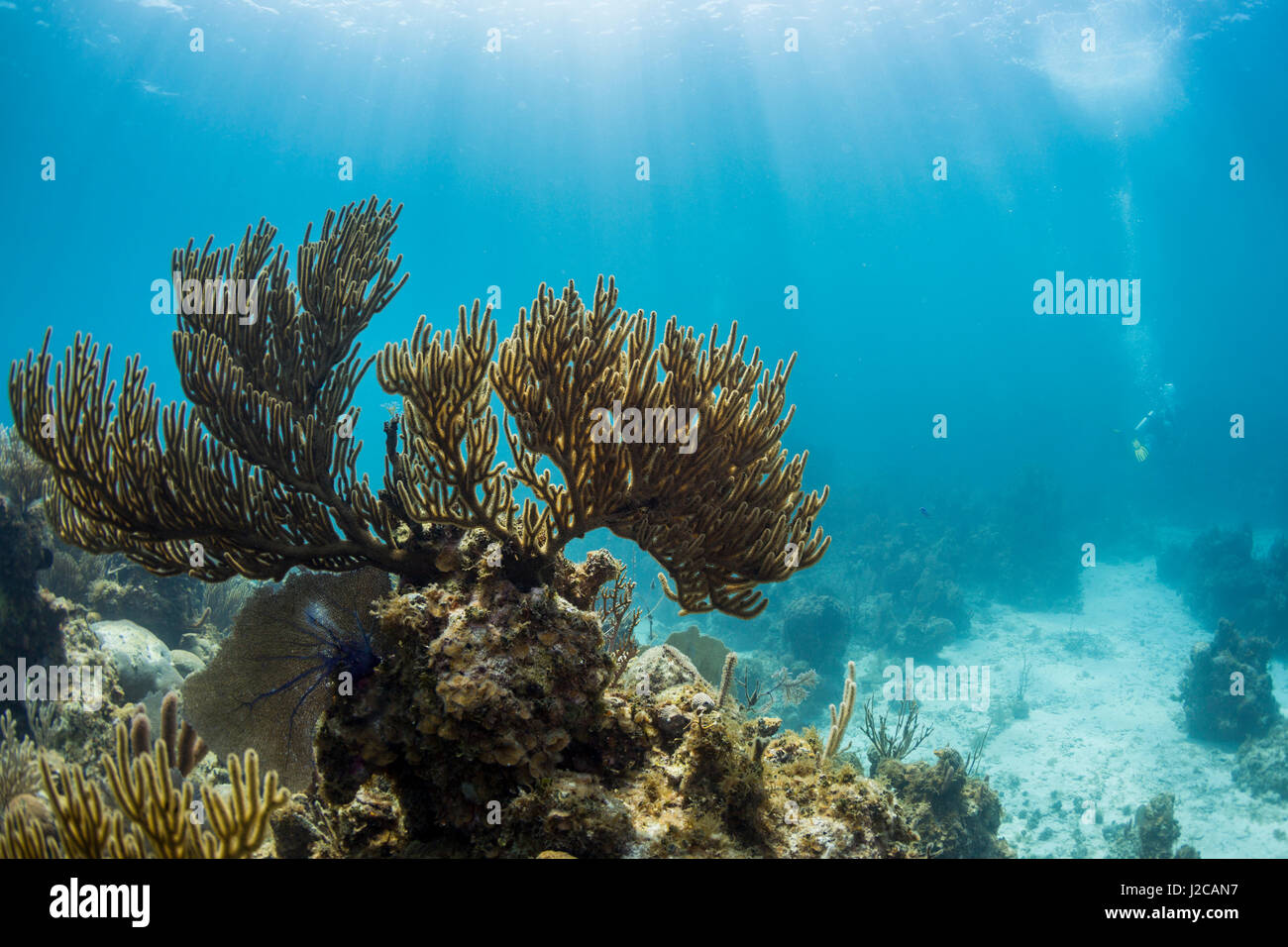 Soft Coral Sea fan sono visti in questa fotografia subacquea tolto l'Isola della Gioventù, Cuba Foto Stock