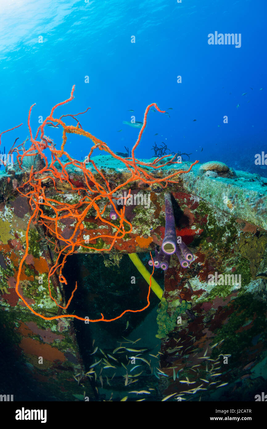 Colorati coralli molli e spugne tubo in primo piano di questa fotografia subacquea prese al di sopra di un relitto della Baia dei Maiali vicino alla città di Playa Giron, Cuba Foto Stock