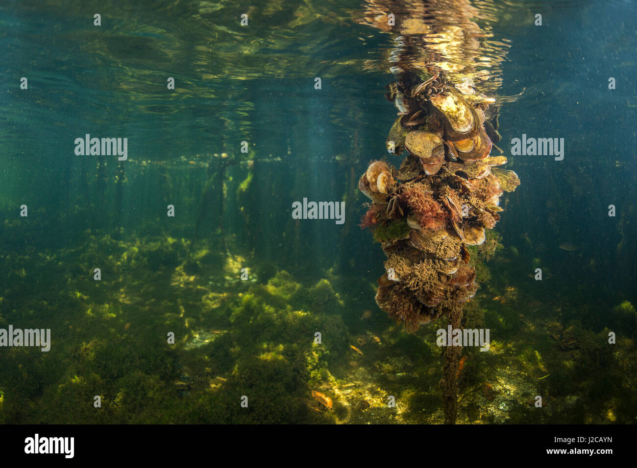 Una radice di mangrovia è coperto con ostriche prese sull'Isola della Gioventù, Cuba Foto Stock