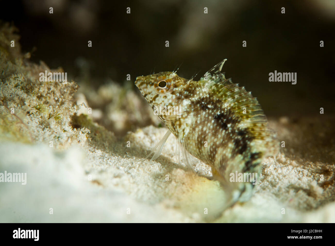 Il novellame di pesci di scogliera prese vicino a Staniel Cay, Exuma, Bahamas Foto Stock