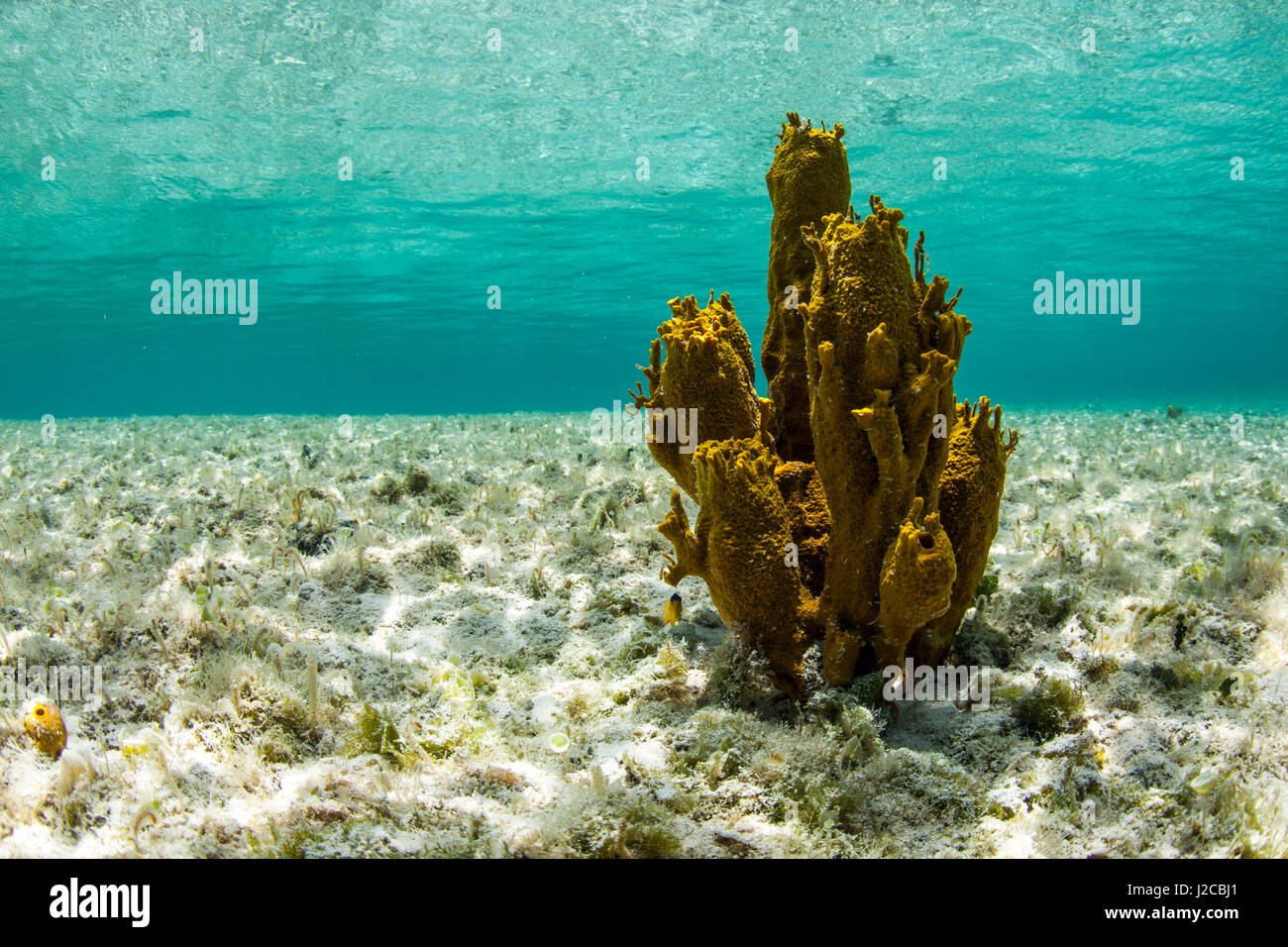 Un verde soft coral in primo piano preso nelle limpide acque vicino a Staniel Cay, Exuma, Bahamas Foto Stock