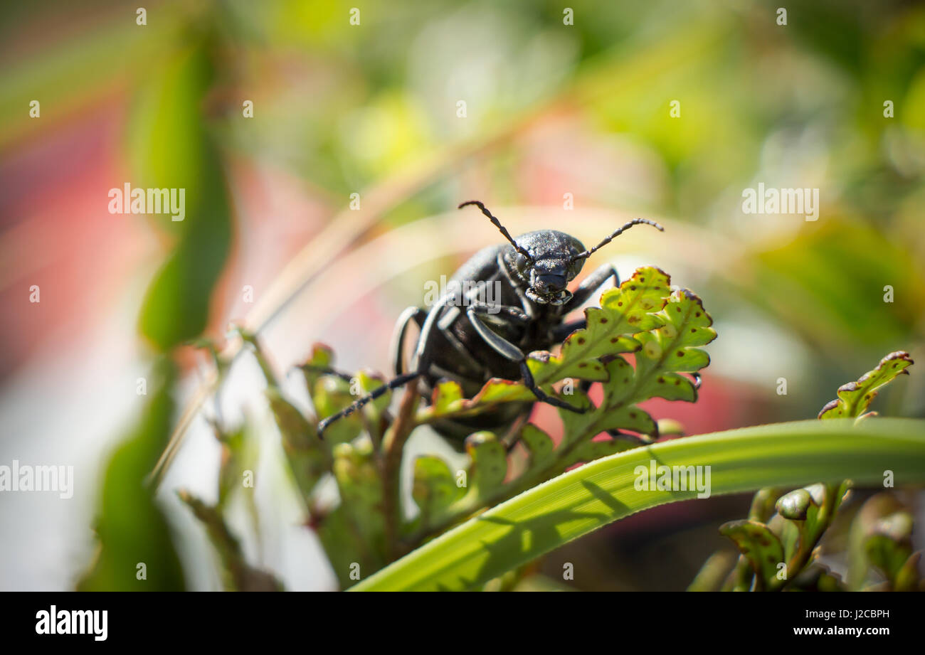 Wild beetle in piedi su una piccola foglia, sorridere per la fotocamera. Foto Stock