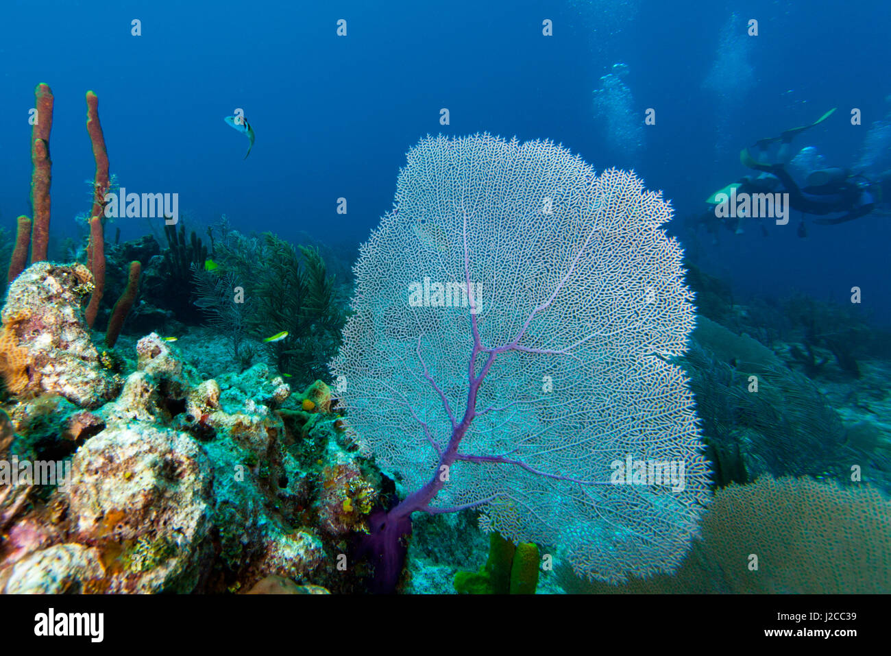 Viola mare fan (Gorgonia ventalina) con i subacquei in background Foto Stock