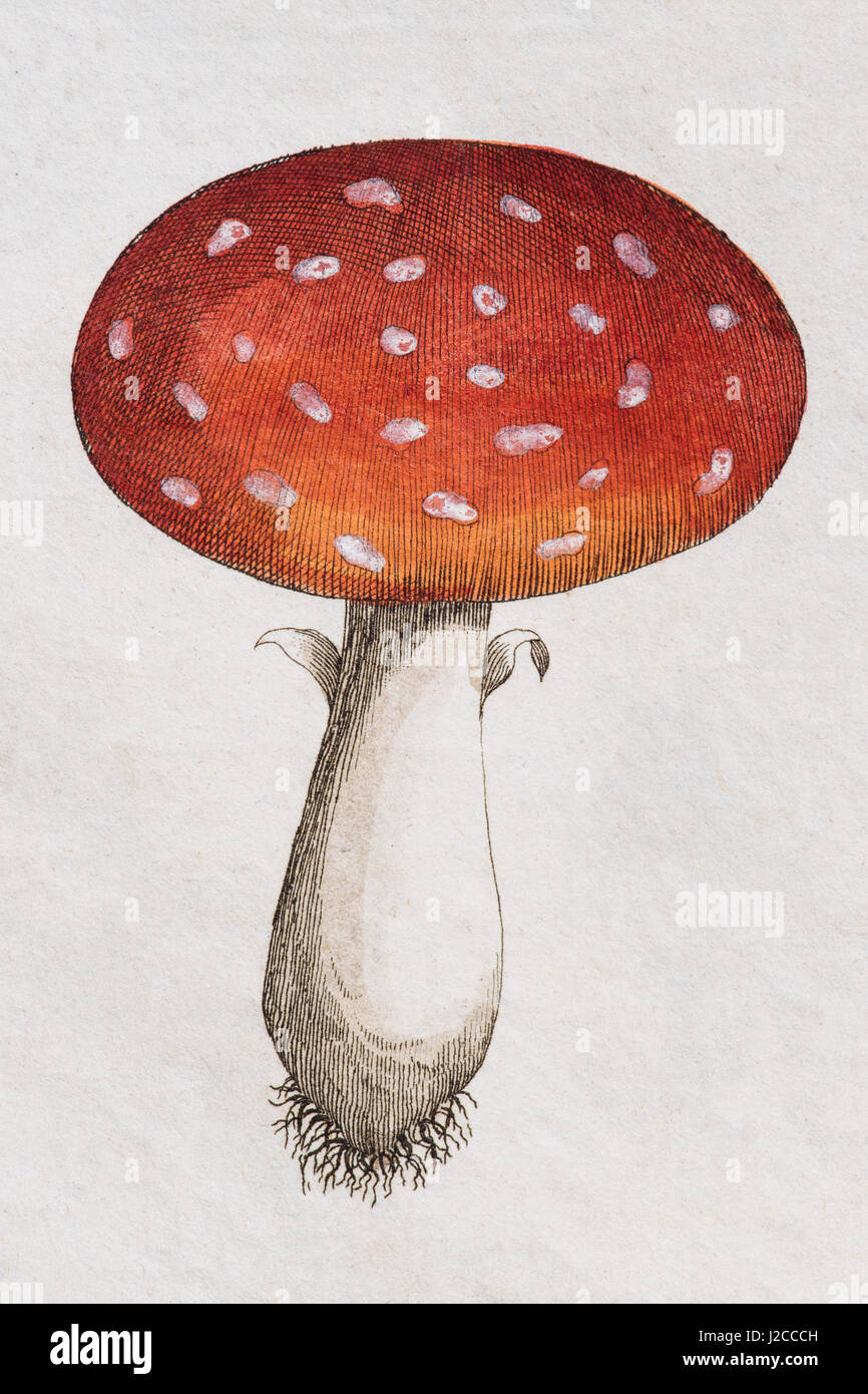Fly Agaric (amanita muscaria), handcolored incisione su rame da Friedrich Justin Bertuch picture book per bambini Foto Stock