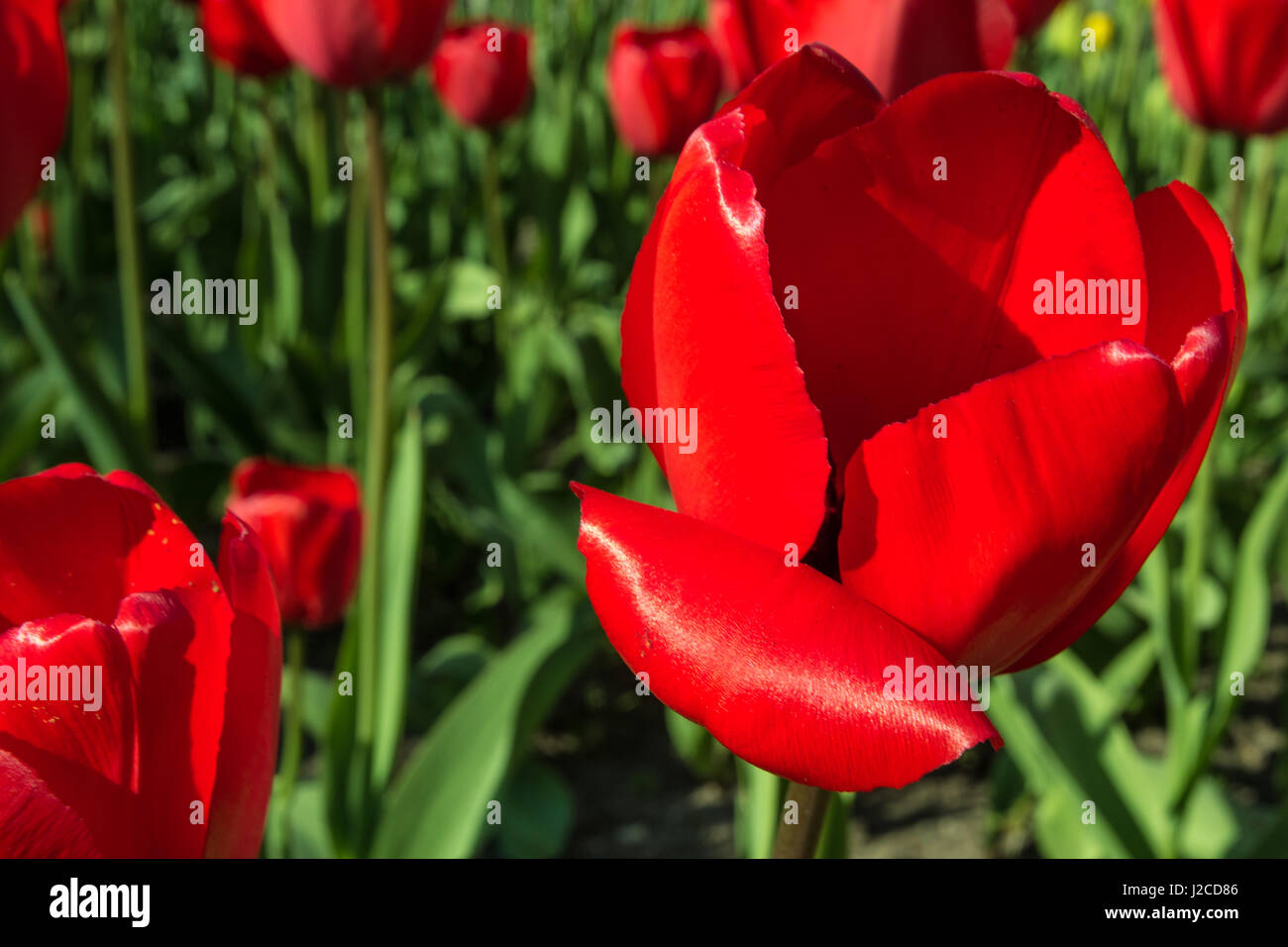 Luminose colorate bel rosso e viola scuro tulipani closeup Foto Stock