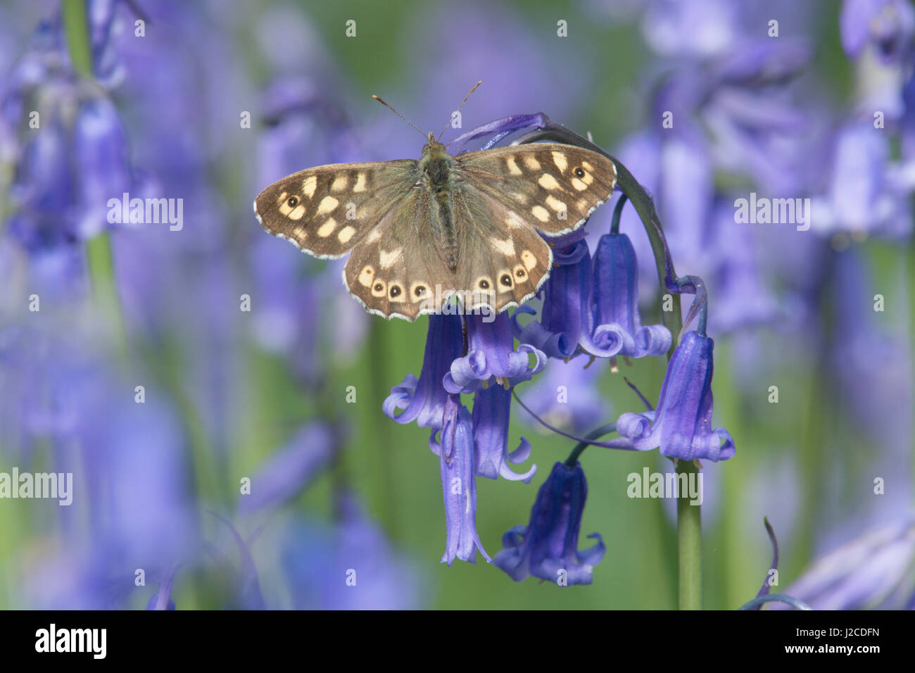 Chiazzato legno, Pararge aegeria, su bluebell, in inglese Bluebell legno. Sussex, Regno Unito. Aprile. Foto Stock