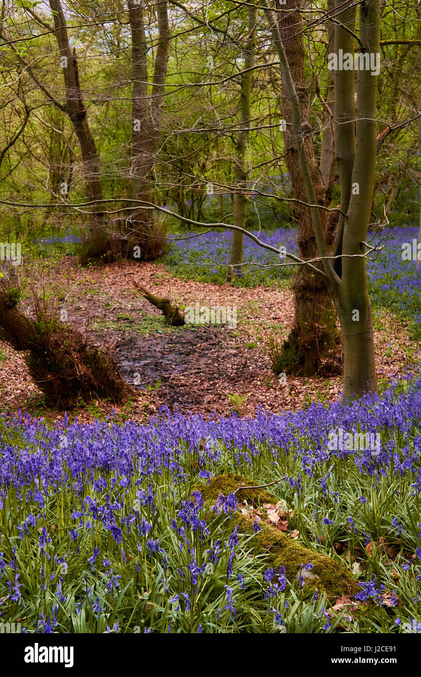 Emisfero nord del bosco di latifoglie in primavera con un tappeto di bluebells. Foto Stock