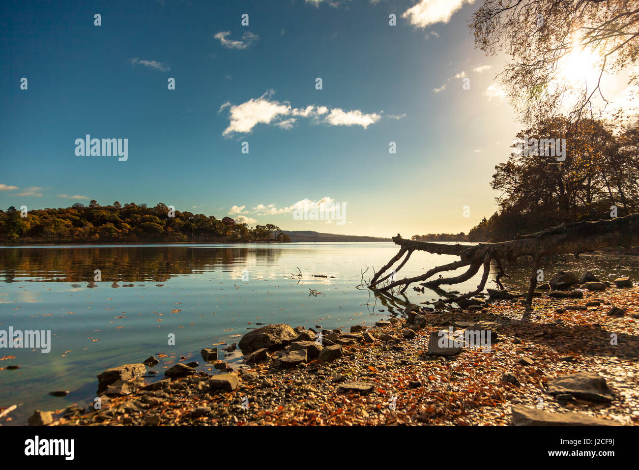 Un albero caduto il ramo lungo le sponde rocciose del Loch Lomond bagnata dal sole del pomeriggio. Aldochlay, Highlands scozzesi, Scozia Foto Stock