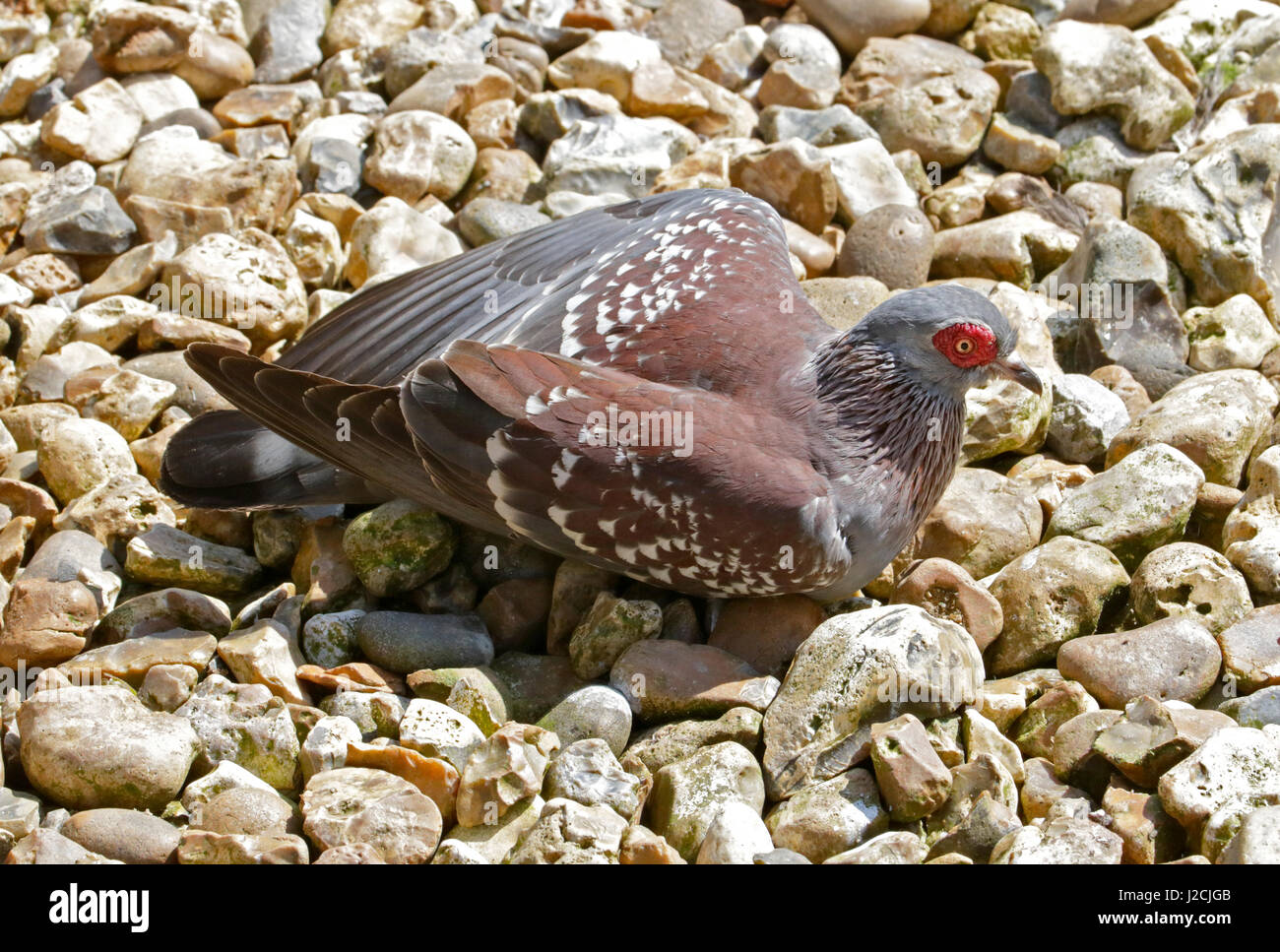 Chiazzato Pigeon/africano colomba di roccia (Columba Guinea) Foto Stock