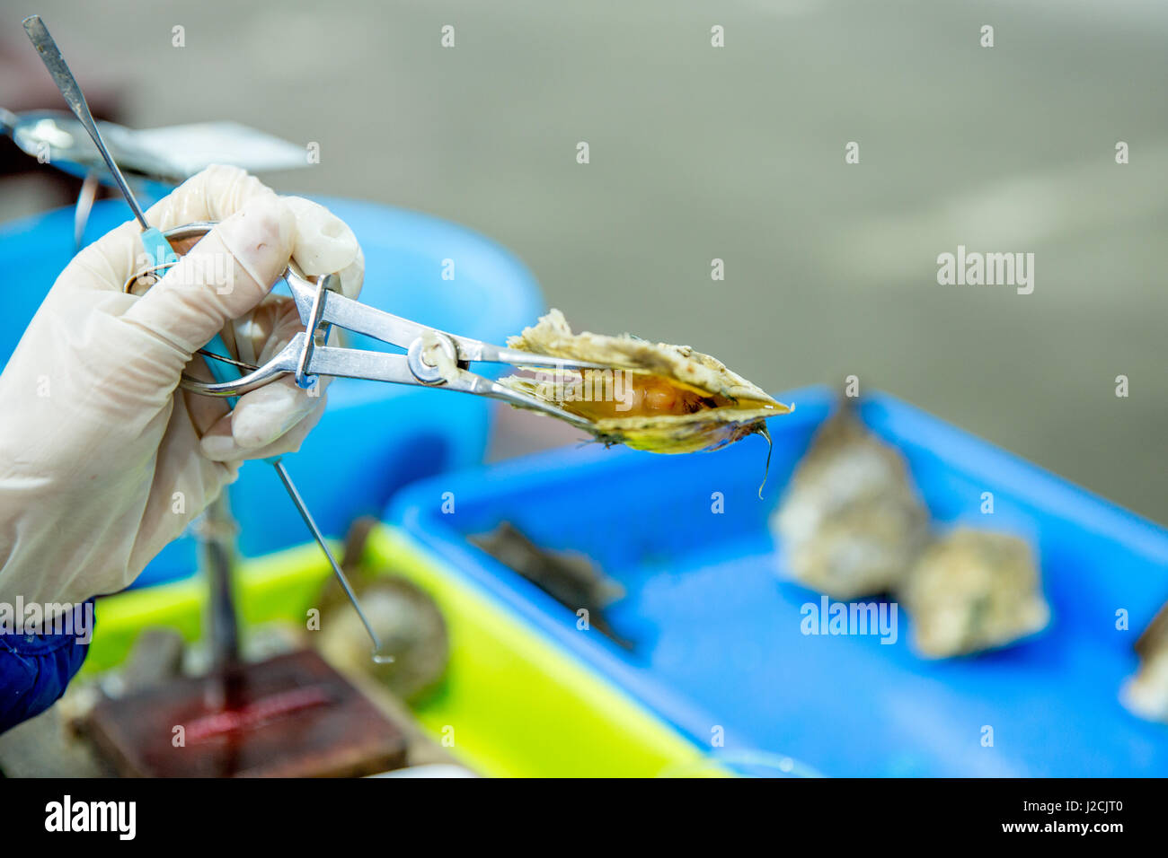 Il Vietnam, Quảng Ninh, thành phạ Hạ Long, Legenda Perla Halong Bay. Pearl Farm nella Baia di Halong. L'allevamento delle ostriche e perle oyster Foto Stock