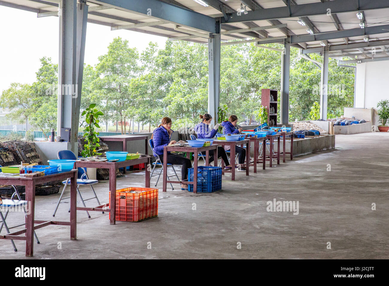 Il Vietnam, Quảng Ninh, thành phạ Hạ Long, Legenda Perla Halong Bay. Pearl Farm nella Baia di Halong. L'allevamento delle ostriche e perle oyster Foto Stock