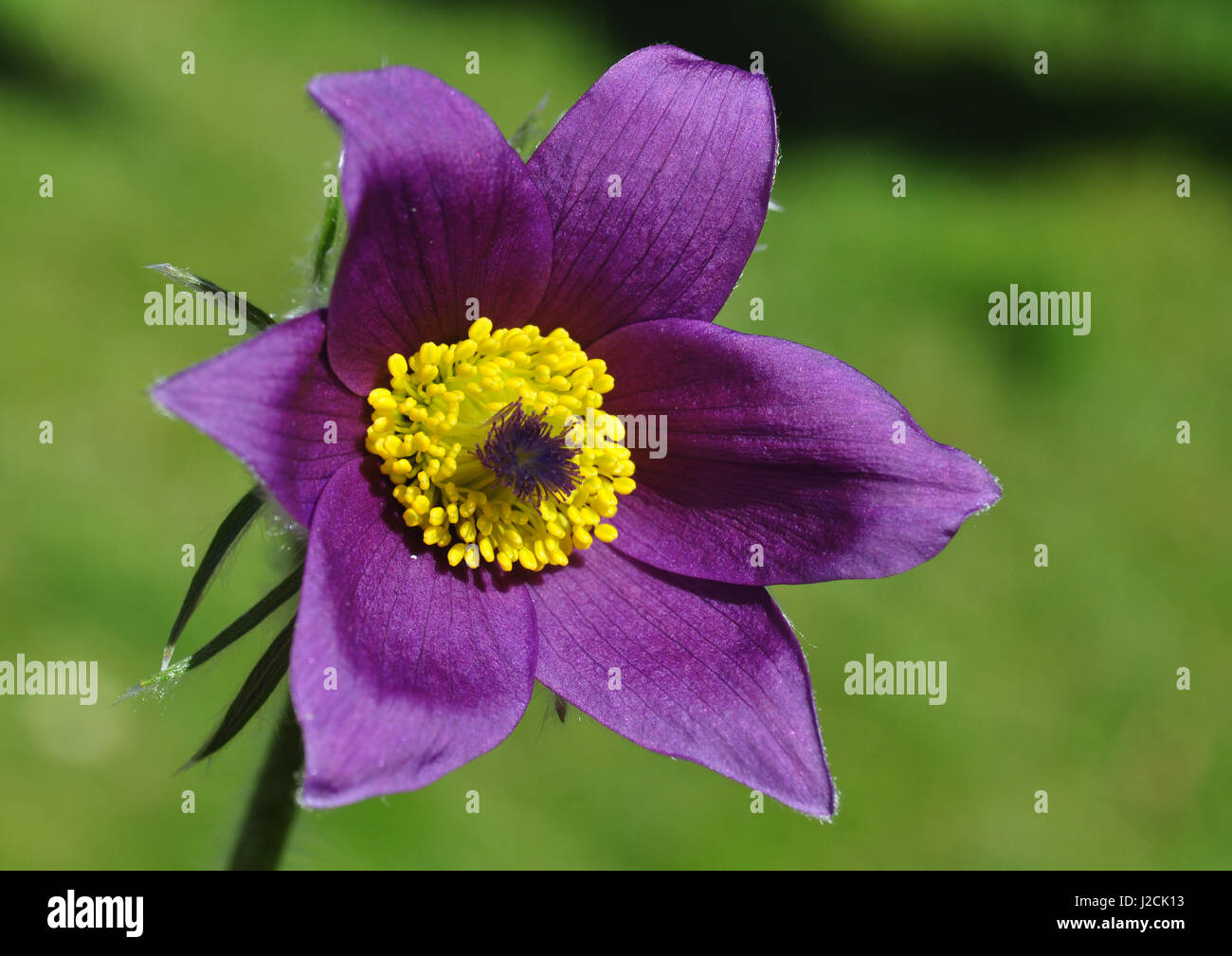 fiore di girandola Foto Stock